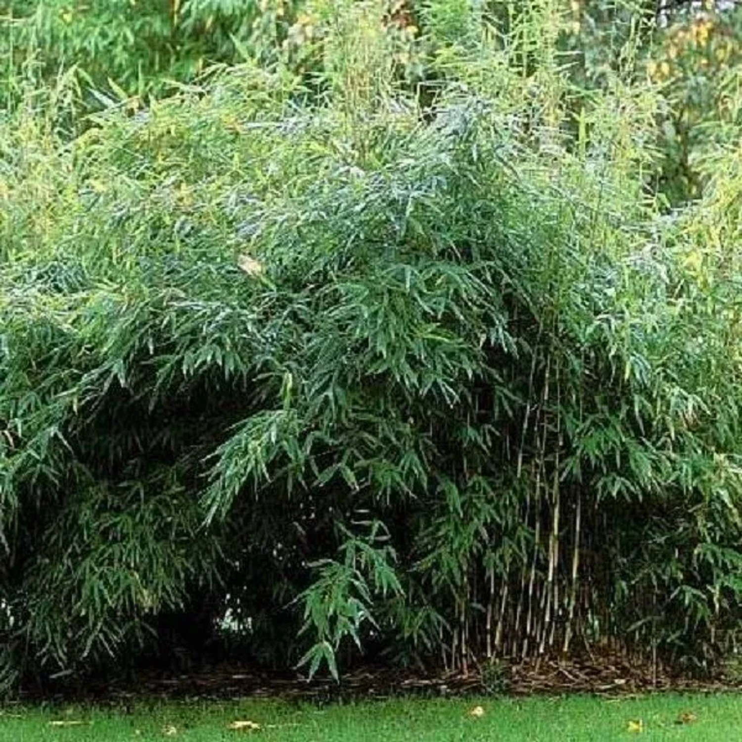 Gartenbambus 'Jumbo' Fargesia murieliae 50 bis 60 cm im Container Kompakt Wachsend
