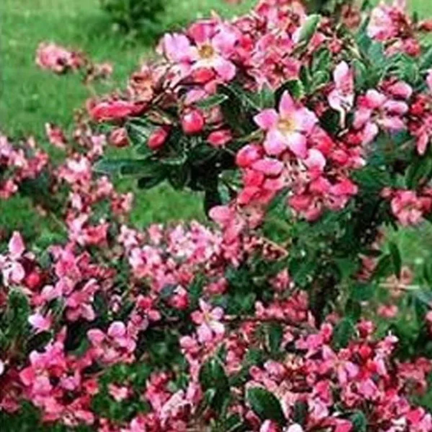 Andenstrauch 'Donard Radiance' Escallonia 40 bis 50 cm im Container Kompakt Wachsend