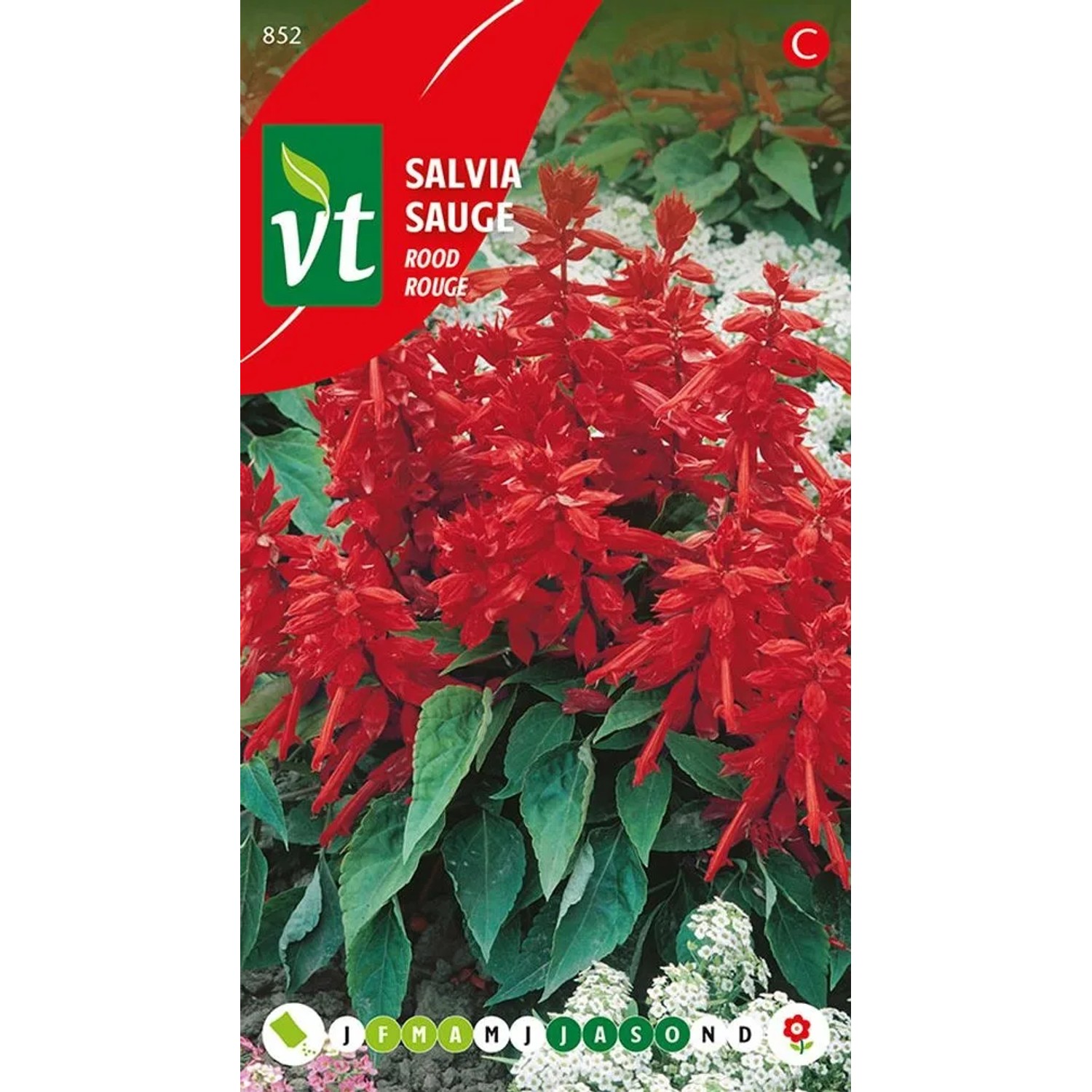 Ziersalbei rot Samen Circa 0,5 g Auffällige Rote Blüten