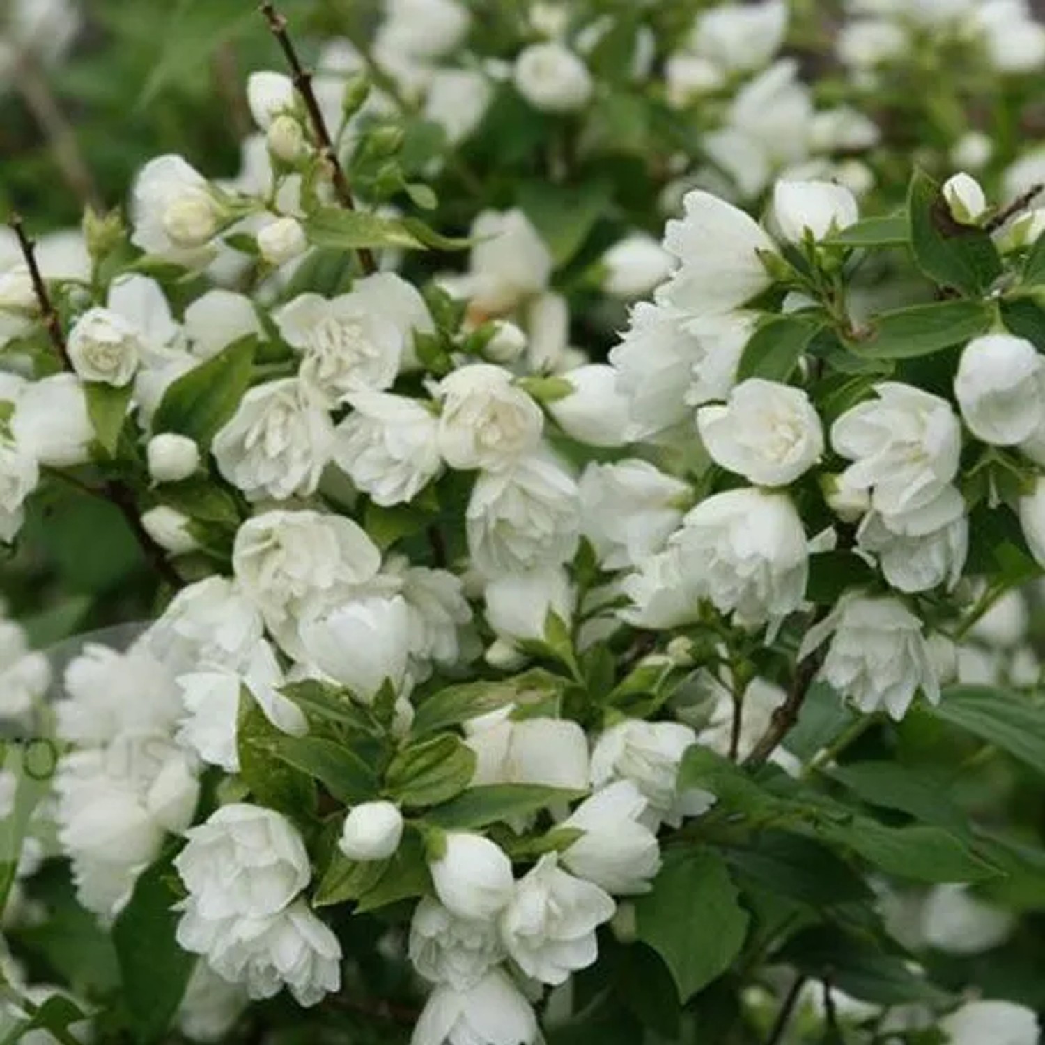 Gartenjasmin 'Manteau d'Hermine' Philadelphus 40 bis 50 cm im Container Kompakt Wachsend