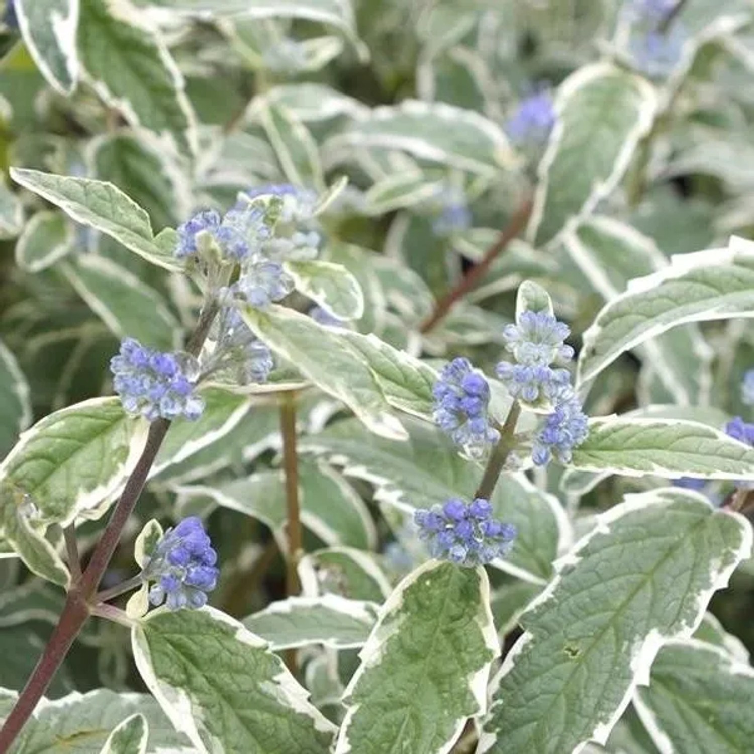 Bartblume 'White Surprise' Caryopteris 30 bis 40 cm im Container Weiß-Blau Blühend