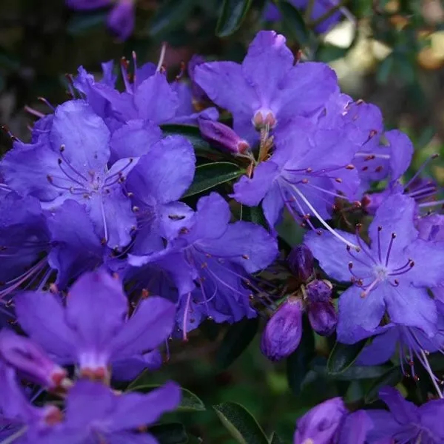 Rhododendron 'Gristede' 20 bis 30 cm im Container Für Sauren Boden