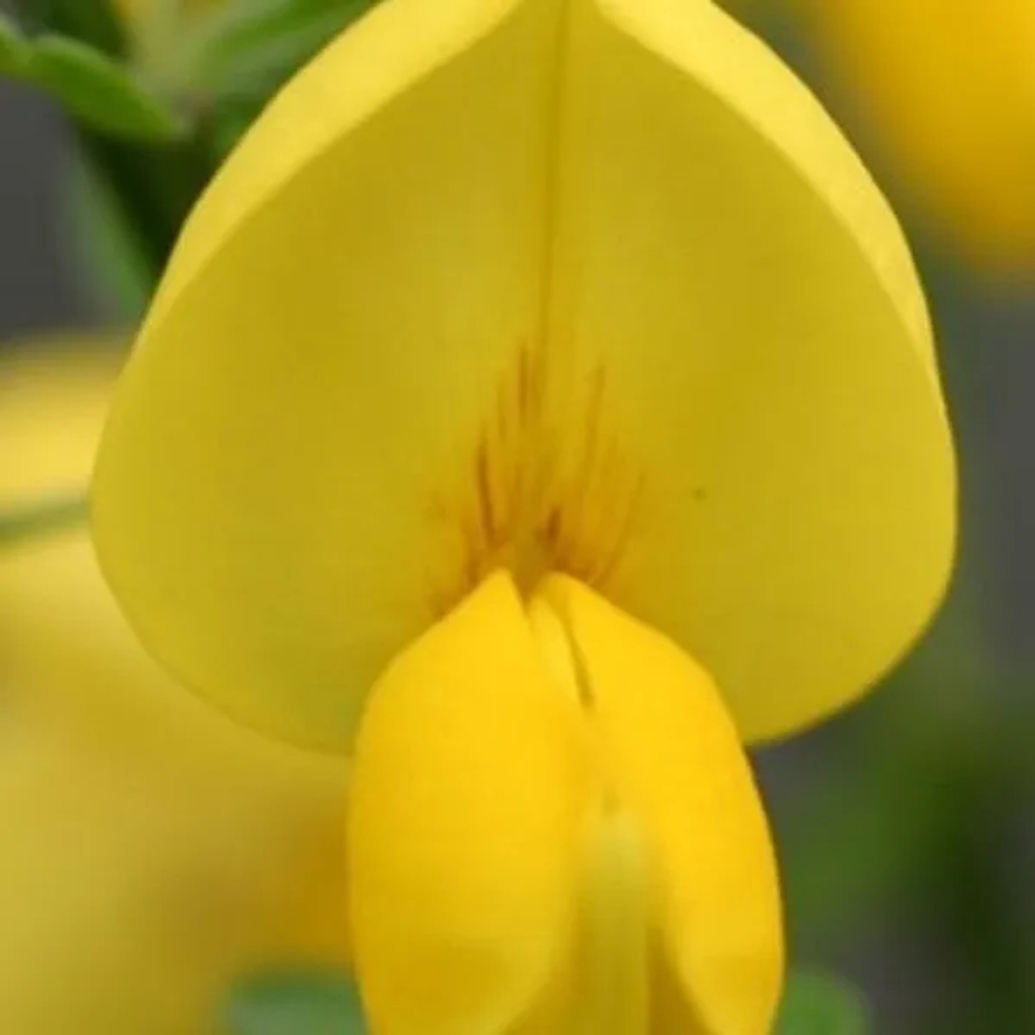 Edelginster 'Golden Sunlight' Cytisus 40 bis 60 cm im Container Kompakt Wachsend
