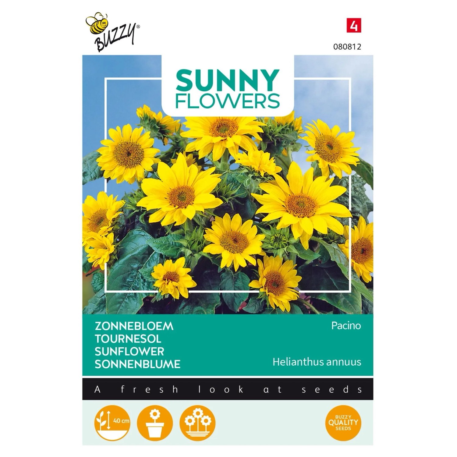 Sonnenblume 'Pacino Gold' Buzzy Sunny Flowers Samen Circa 0,75 g Kompakt Wachsend