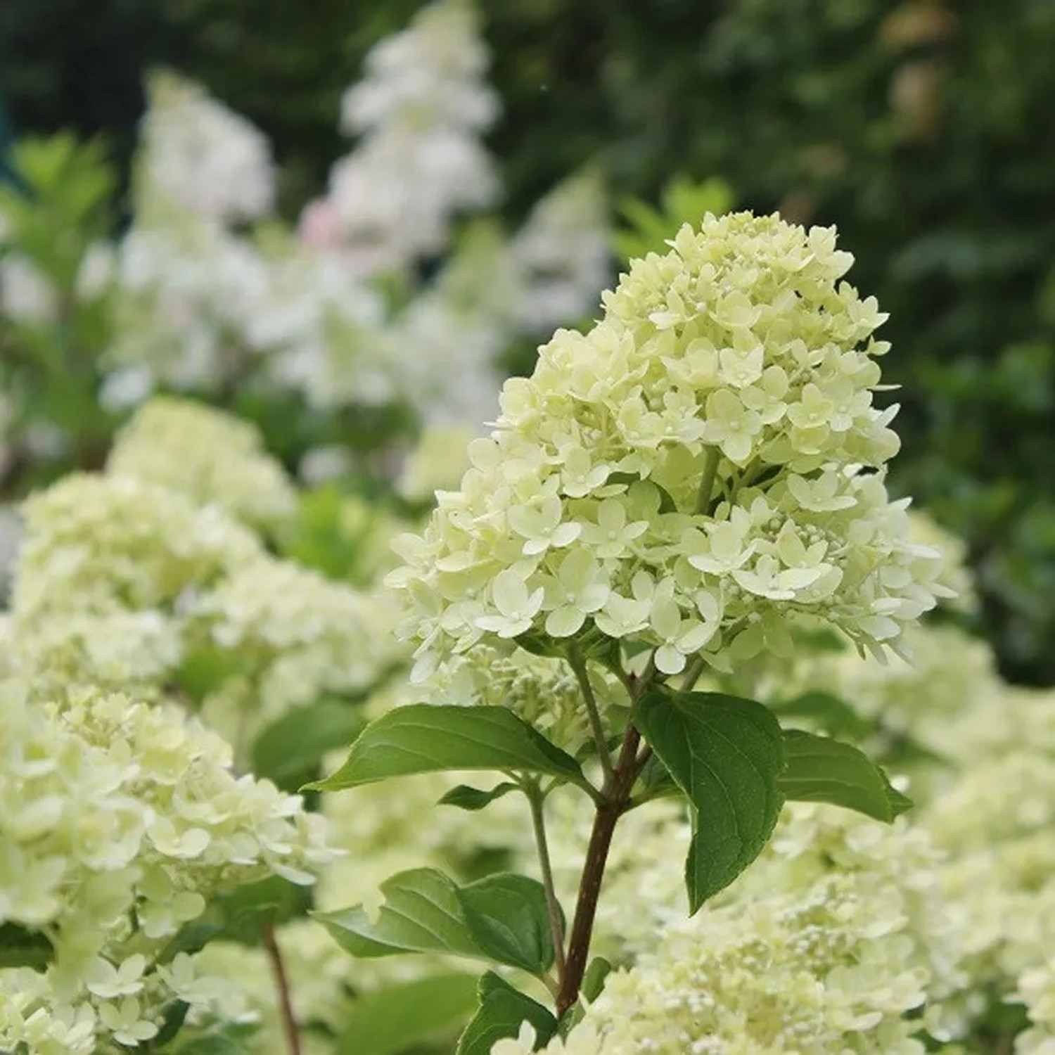 Rispenhortensie 'Little Lime' Hydrangea paniculata 40 bis 50 cm im Container Farbwechselnde Blüten