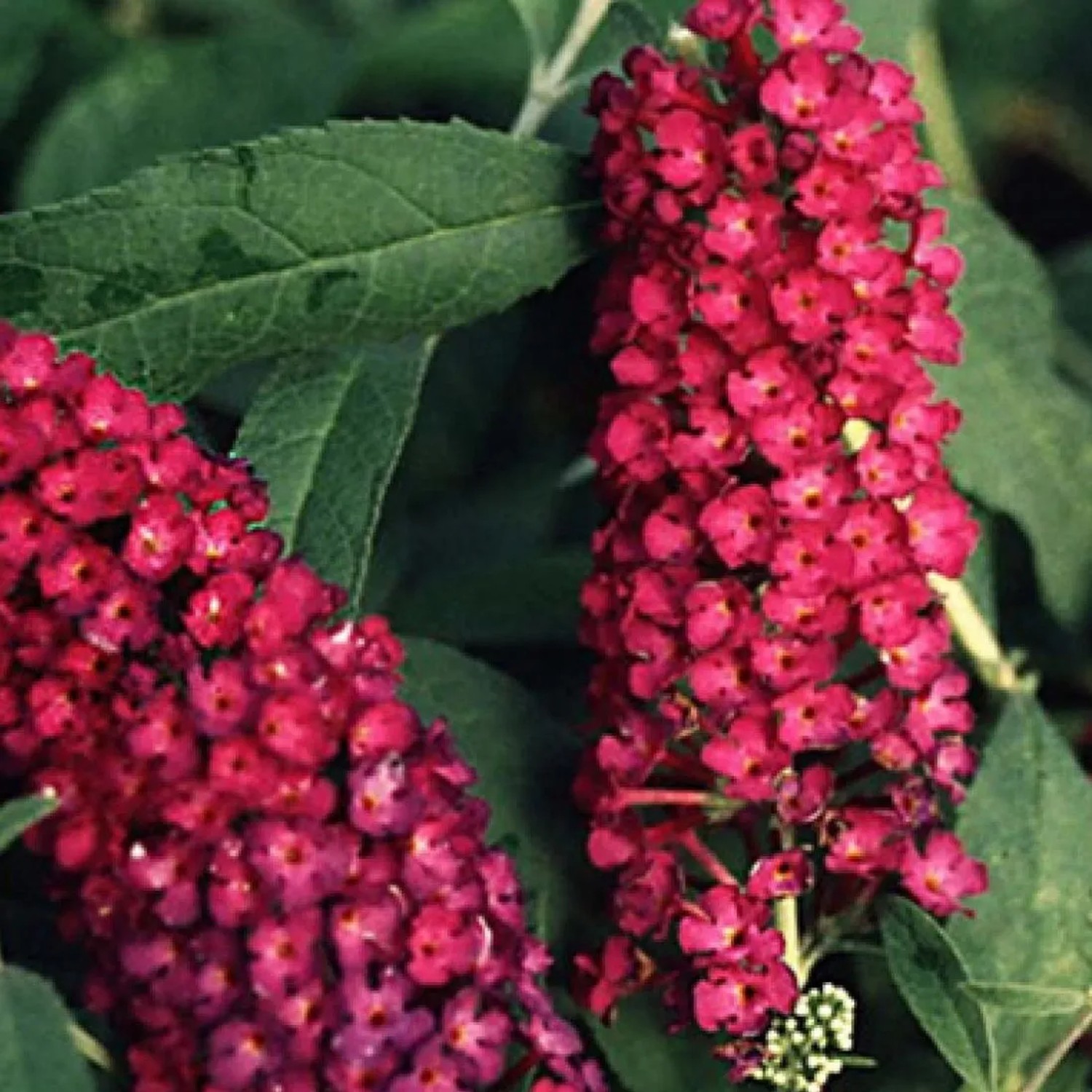 Sommerflieder 'Royal Red' Buddleja davidii 40 bis 60 cm im Container Rot Blühend