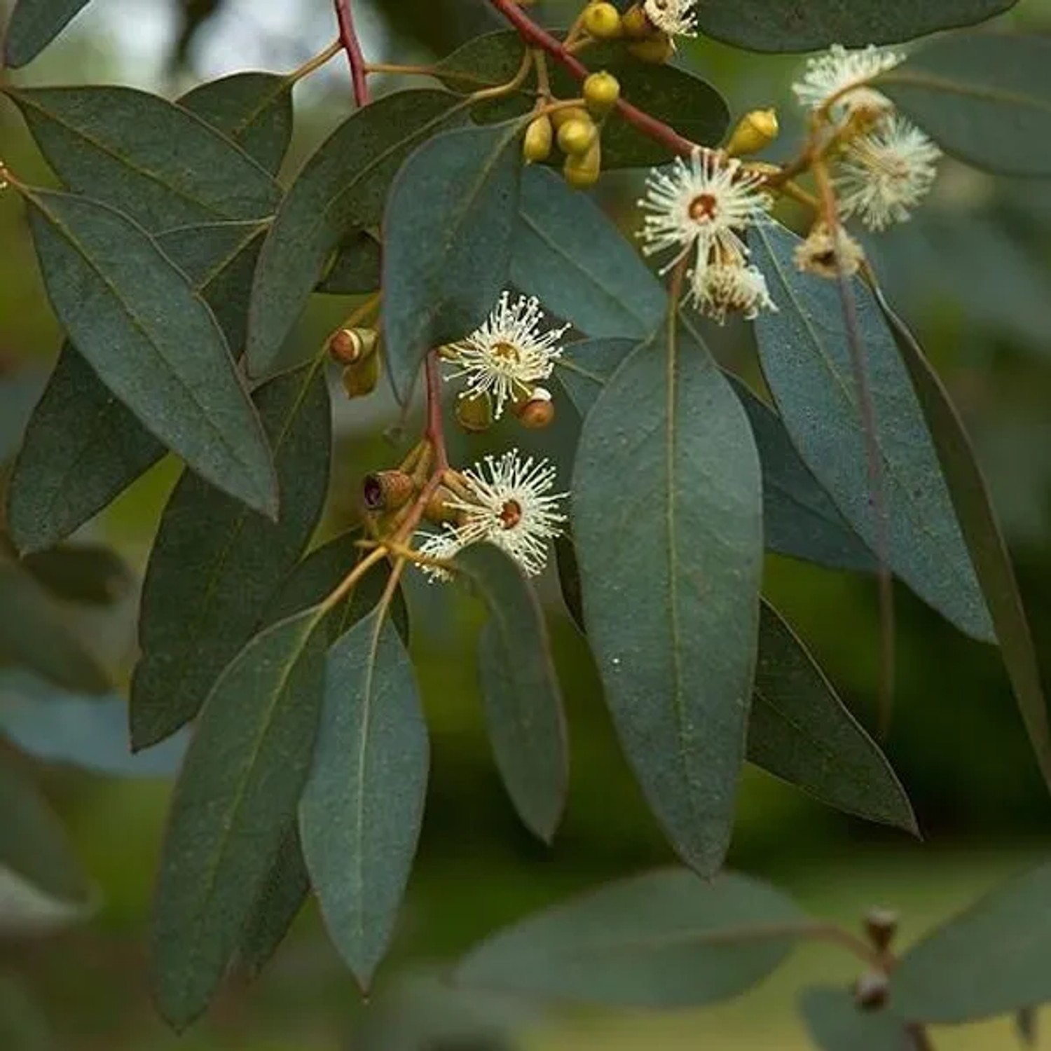 Eukalyptus Eucalyptus gunnii 60 bis 80 cm im Container Schnell Wachsend