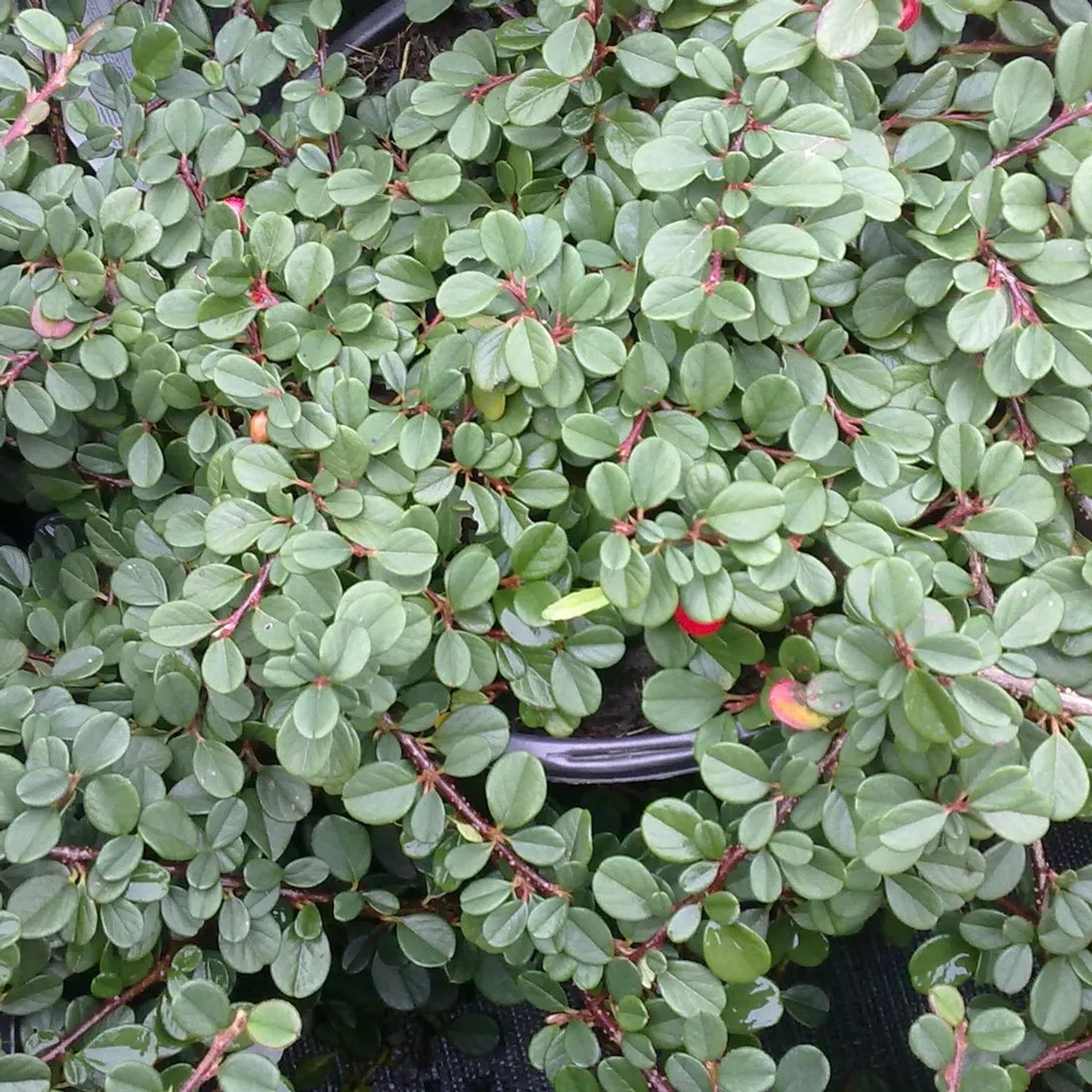 Teppichmispel 'Streibs Findling' Cotoneaster Procumbens 30 bis 40 cm im Container Kompakt Wachsend