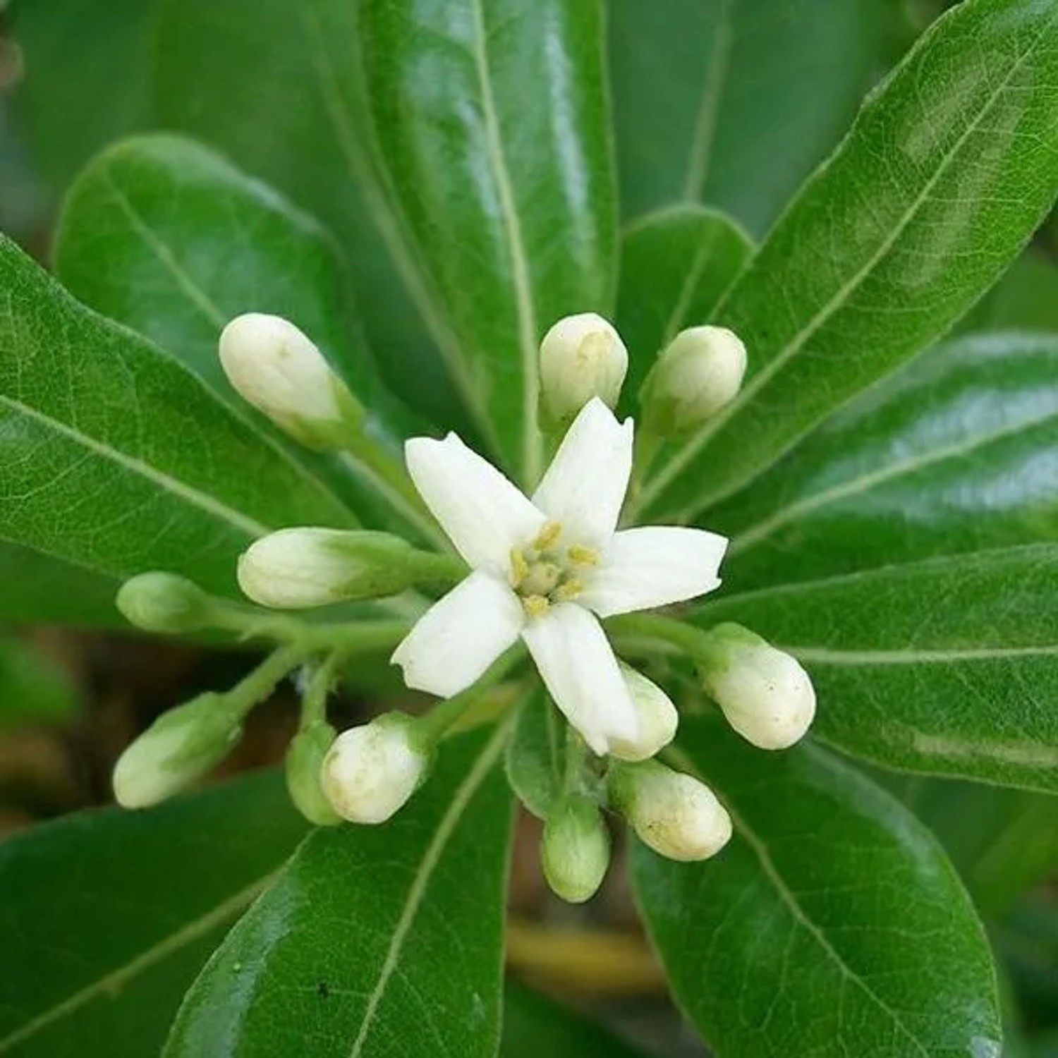 Pittosporum 'Nanum' Pittosporum tobira 40 bis 50 cm im Container Kompakt Wachsend