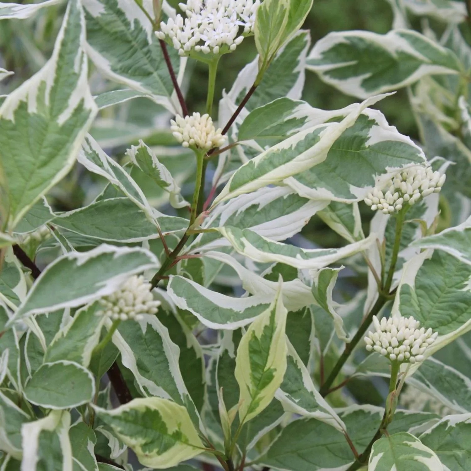 Hartriegel 'Elegantissima' Cornus alba 60 bis 80 cm im Container Weißgrün Panaschiertes Laub