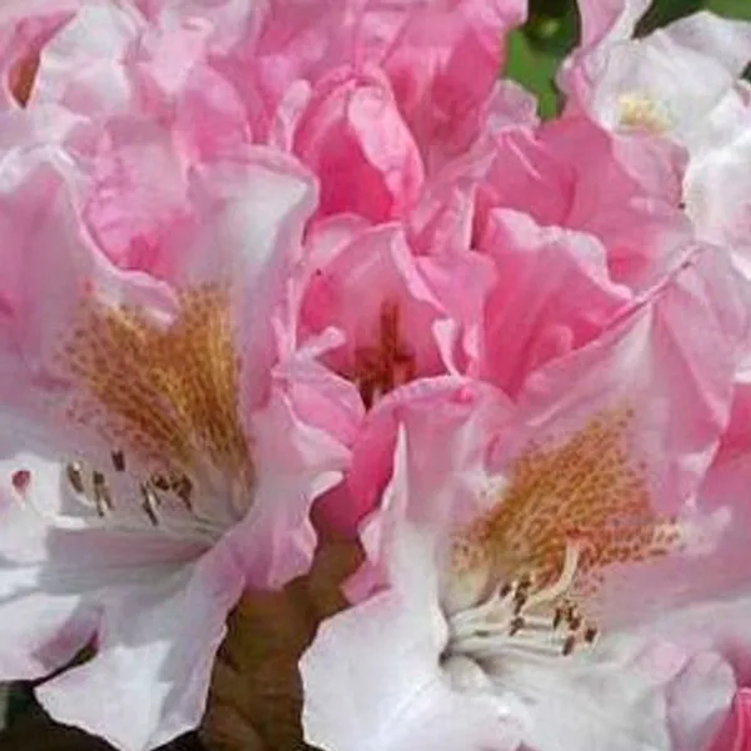 Rhododendron 'Bashful' 60 bis 80 cm im Container Für Sauren Boden
