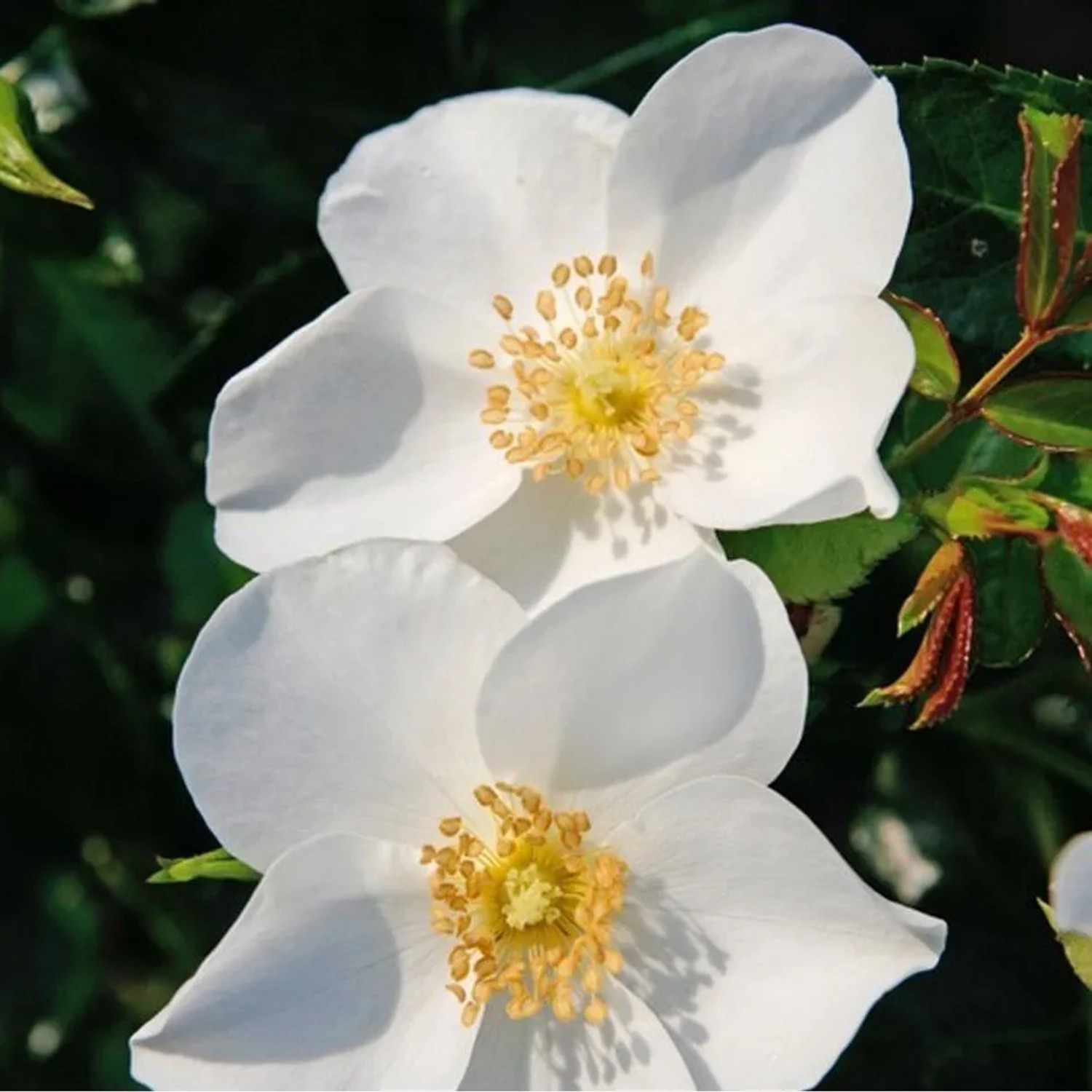 Kordes Nektar-Rose 'Escimo' Rosa Reichblühend