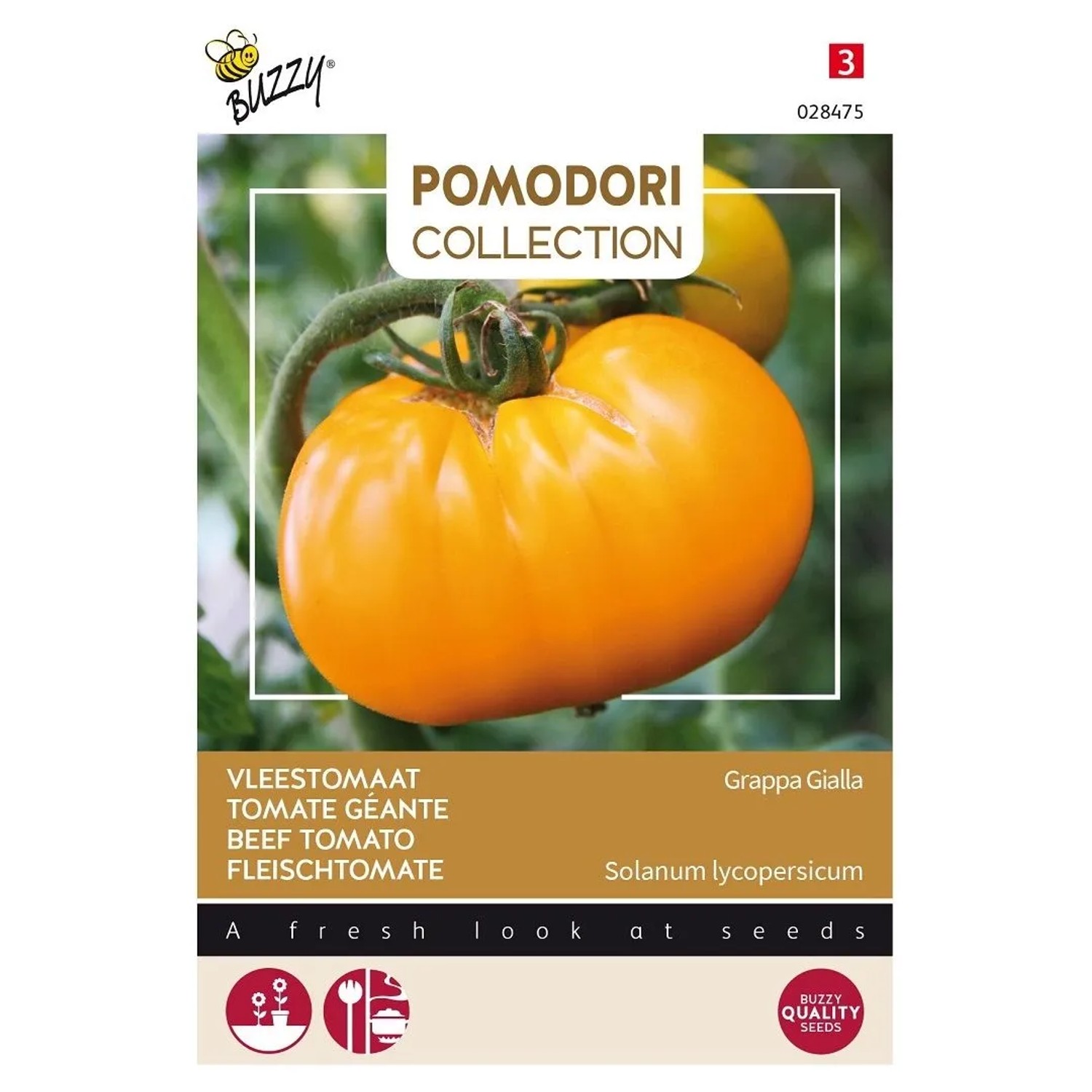 Fleischtomate 'Grappa Gialla' Buzzy Pomodori Samen Circa 1,5 g Große Gelbe Früchte