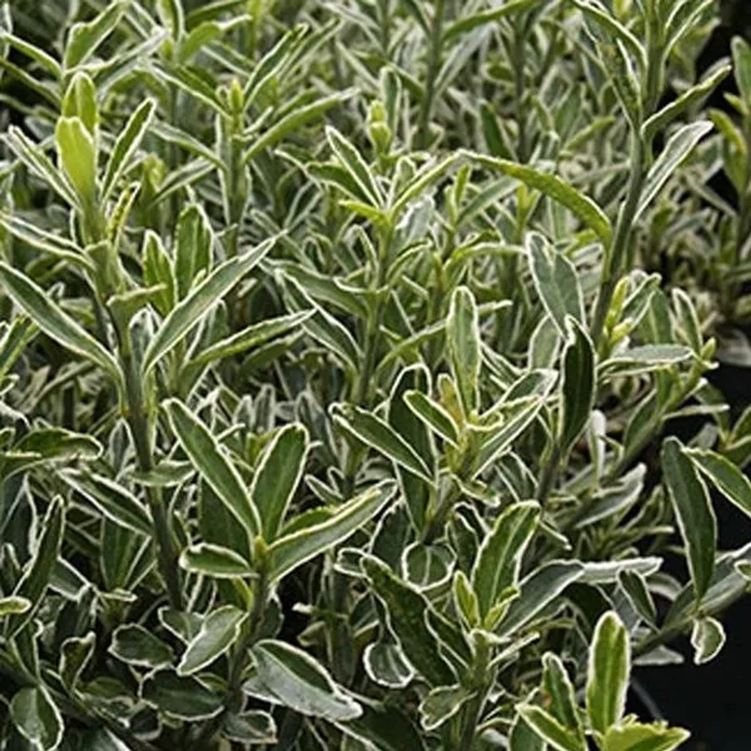 Japanspindel 'Microphyllus' Euonymus japonicus microphyllus 20 bis 30 cm im Container Kompakt Wachsend