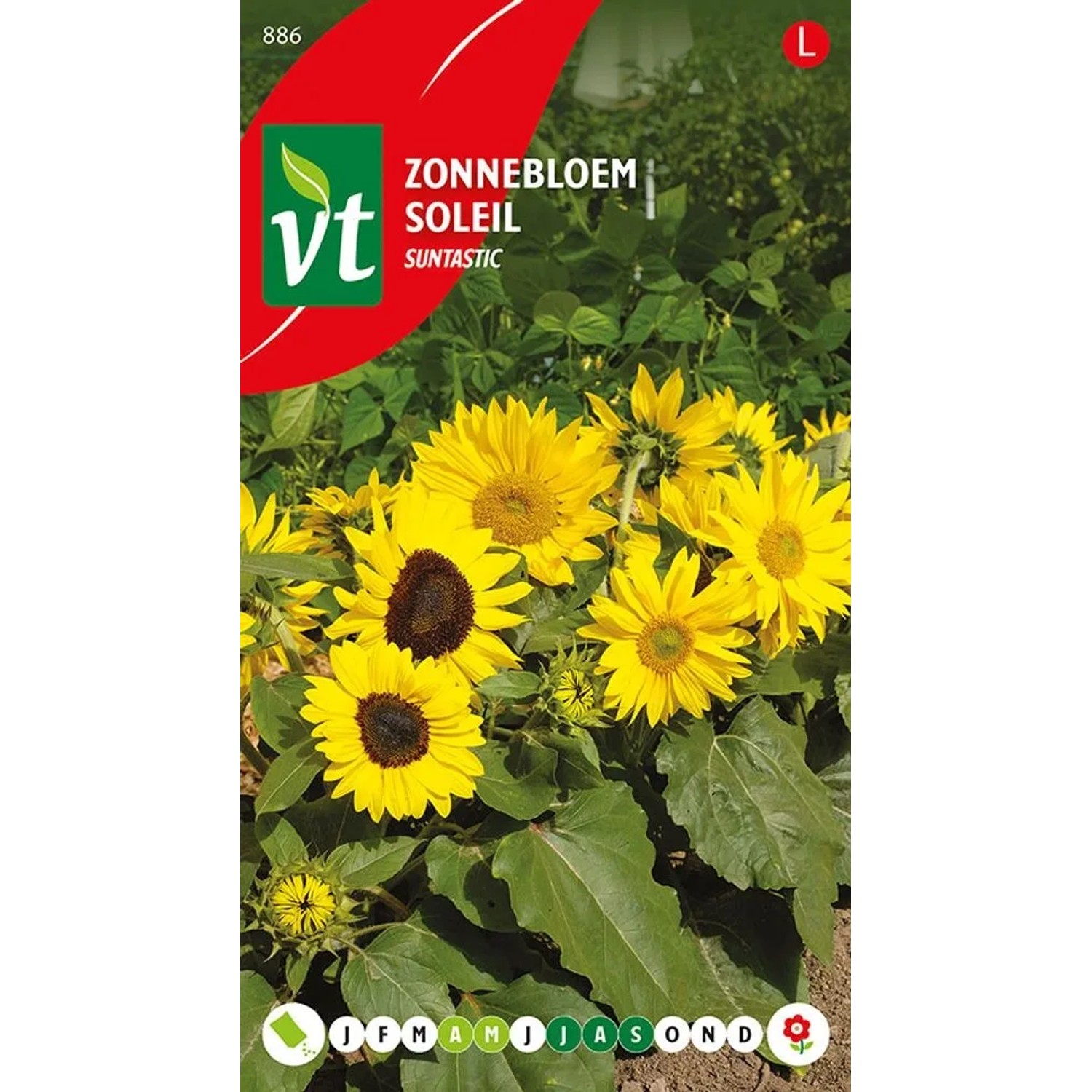 Sonnenblume 'Suntastic' Samen Circa 20 Samen Leuchtend Gelbe Blüten