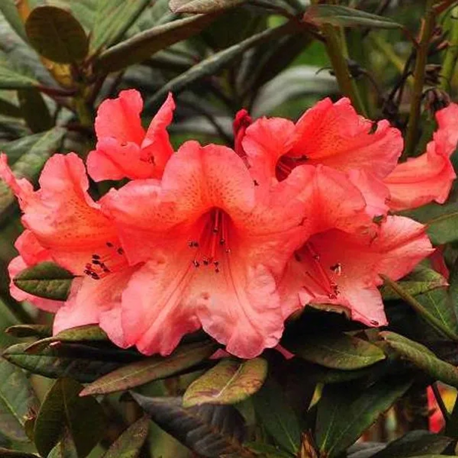 Rhododendron 'Tortoiseshell Orange' 40 bis 50 cm im Container Für Sauren Boden
