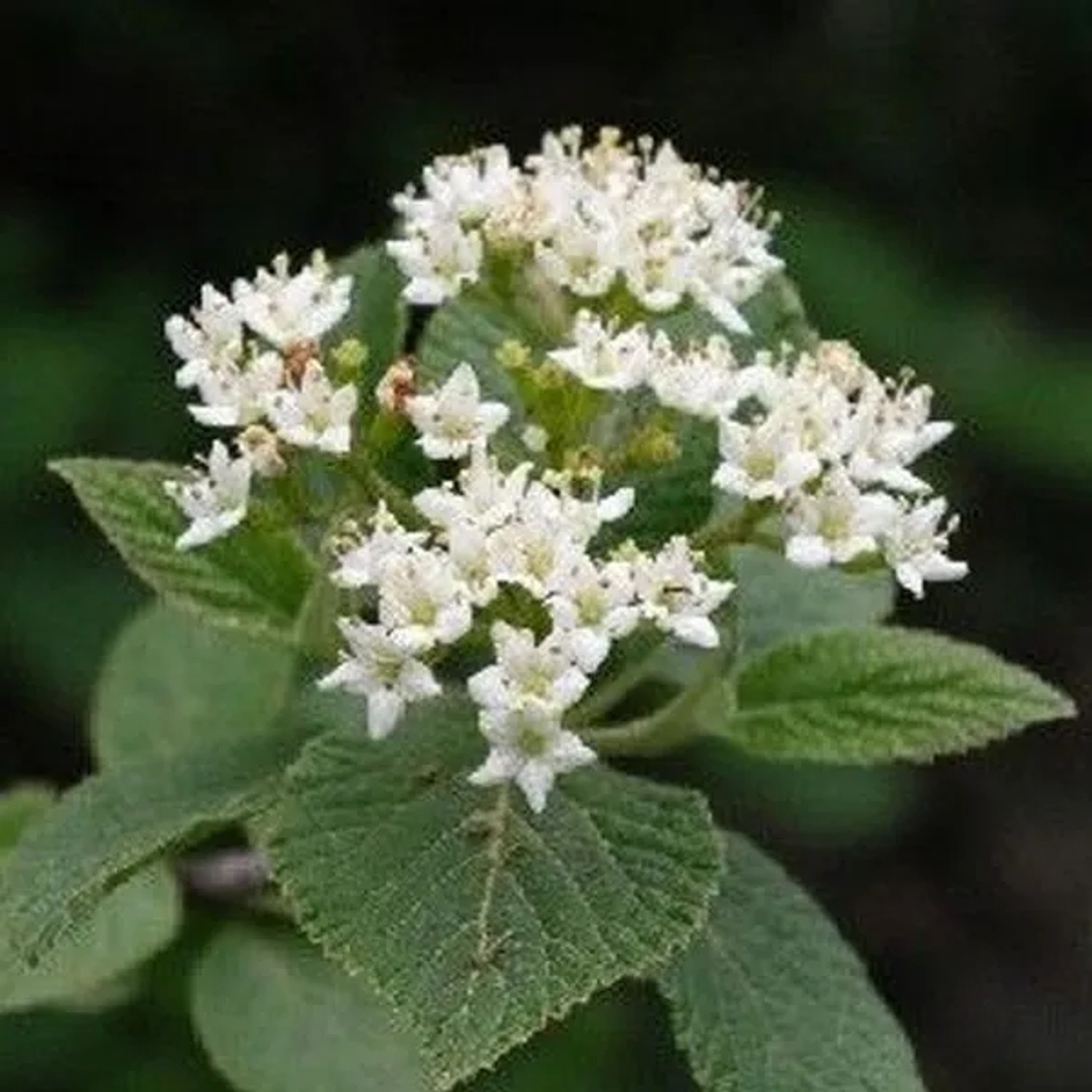 Wolliger Schneeball Viburnum,antana 40 bis 60 cm im Container Verzweigt Wachsend