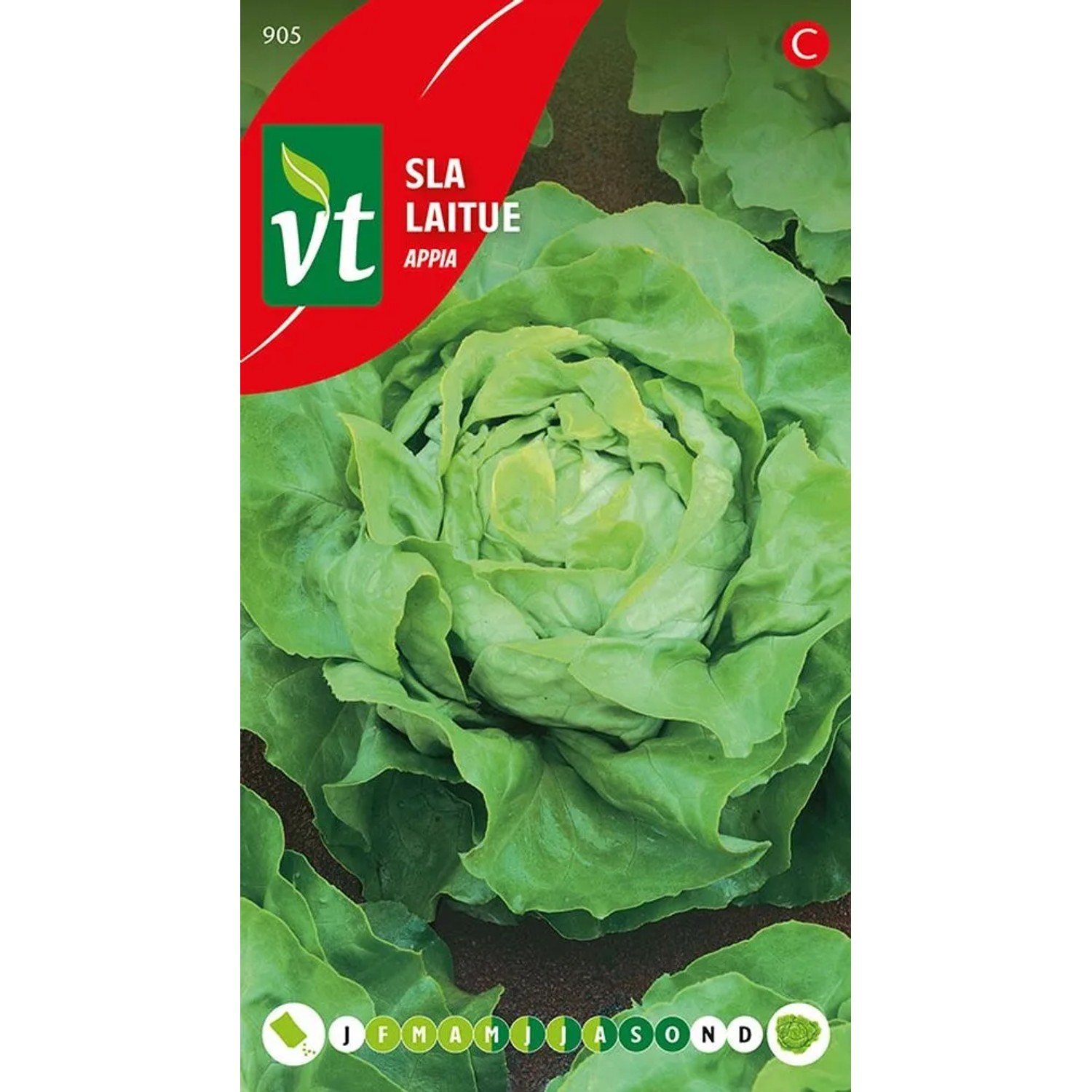 Kopfsalat Appia Samen Circa 3 grKnusprig und Saftig Voll im Geschmack