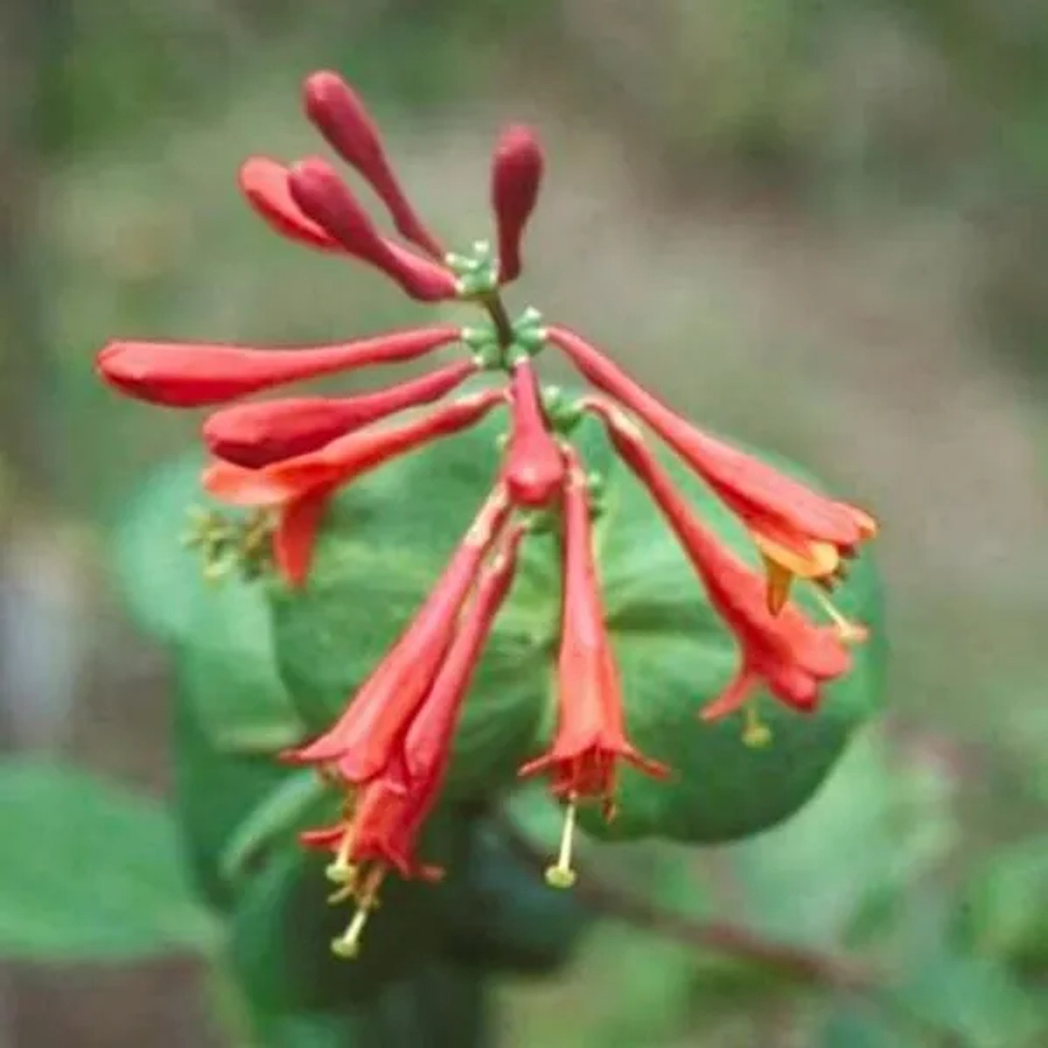 Geißschlinge 'Dropmore Scarlet' Lonicera brownii 50 bis 60 cm im Container Rot Blühend