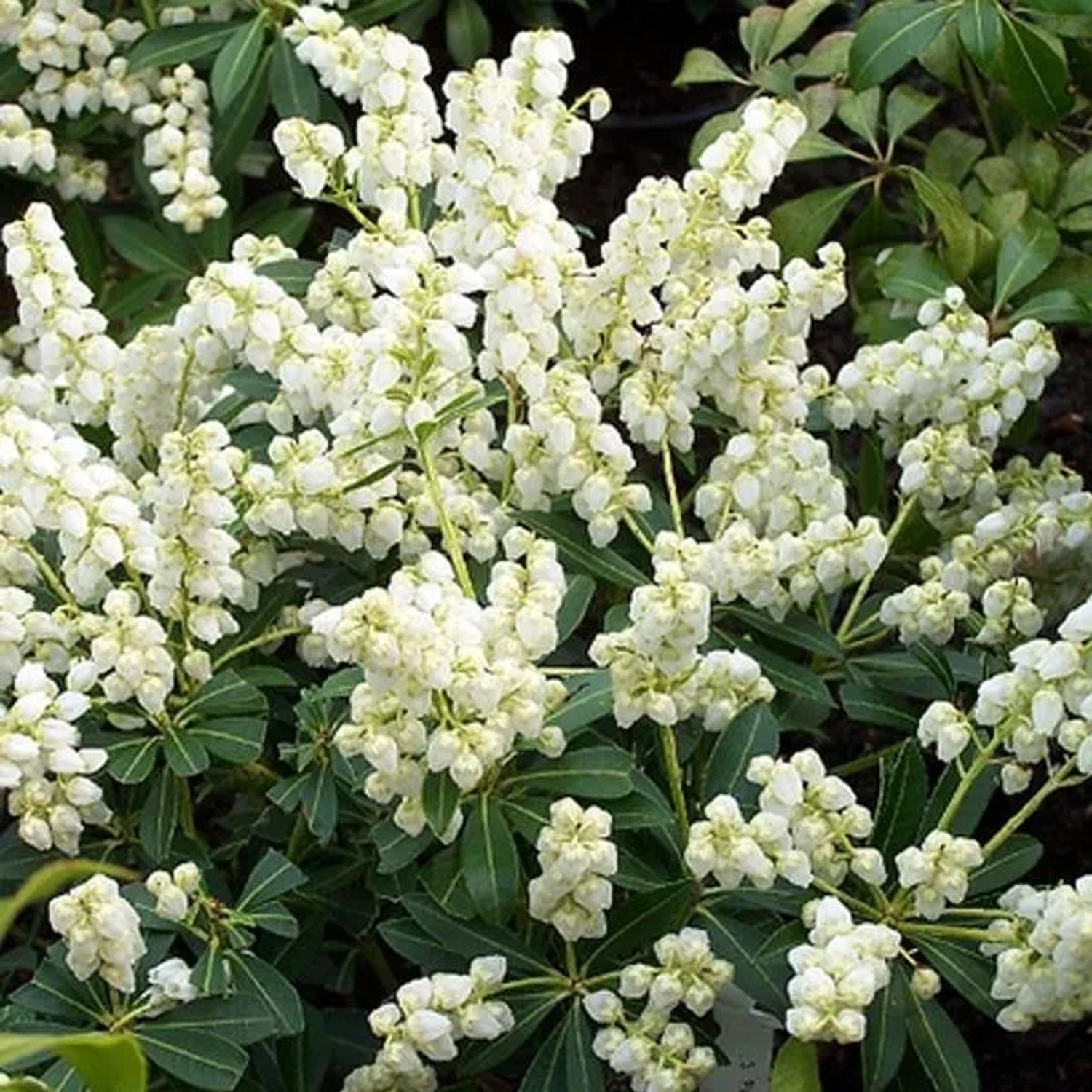 Schattenglöckchen 'Debutante' Pieris japonica 30 bis 40 cm im Container Für Sauren Boden