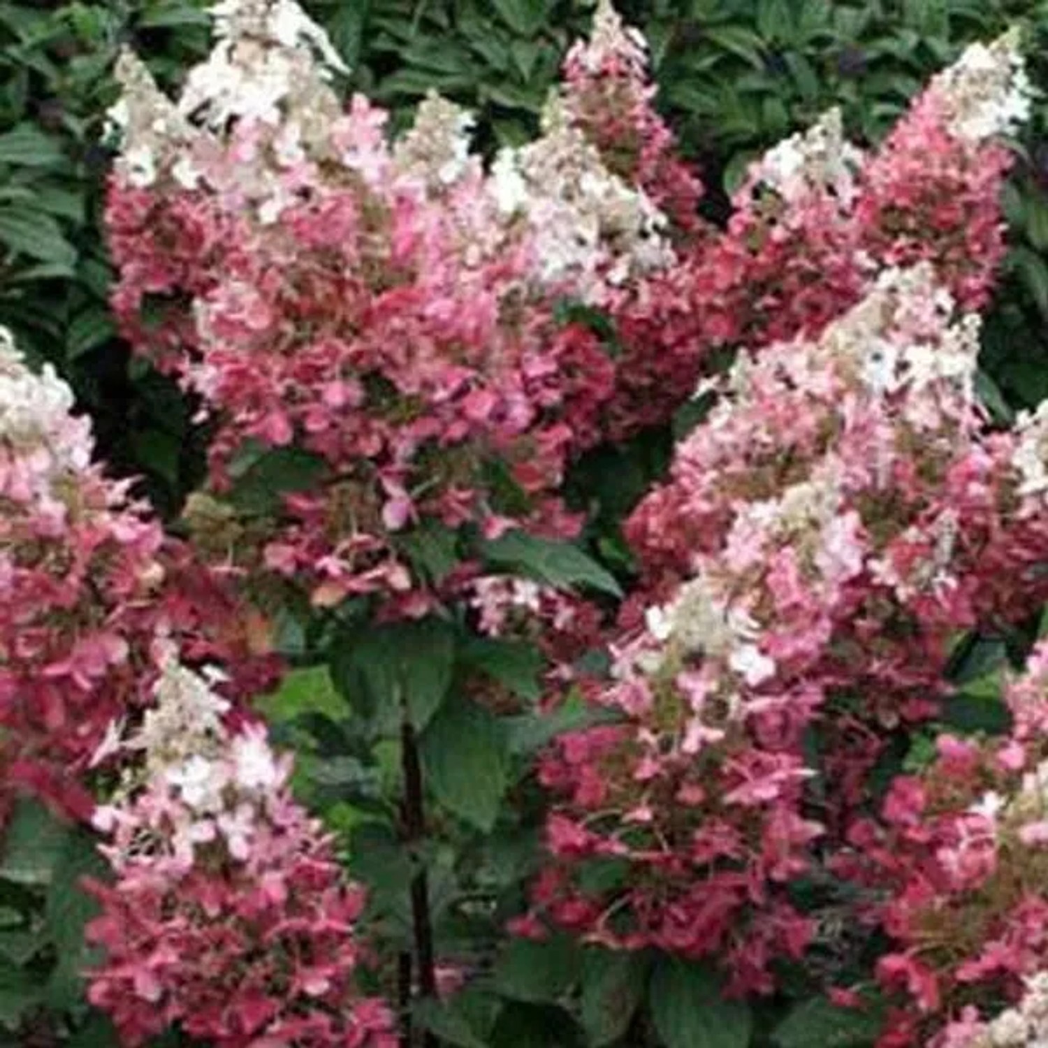 Rispenhortensie 'Dart's Little Dot' Hydrangea paniculata 30 bis 40 cm im Container Kompakt Wachsend