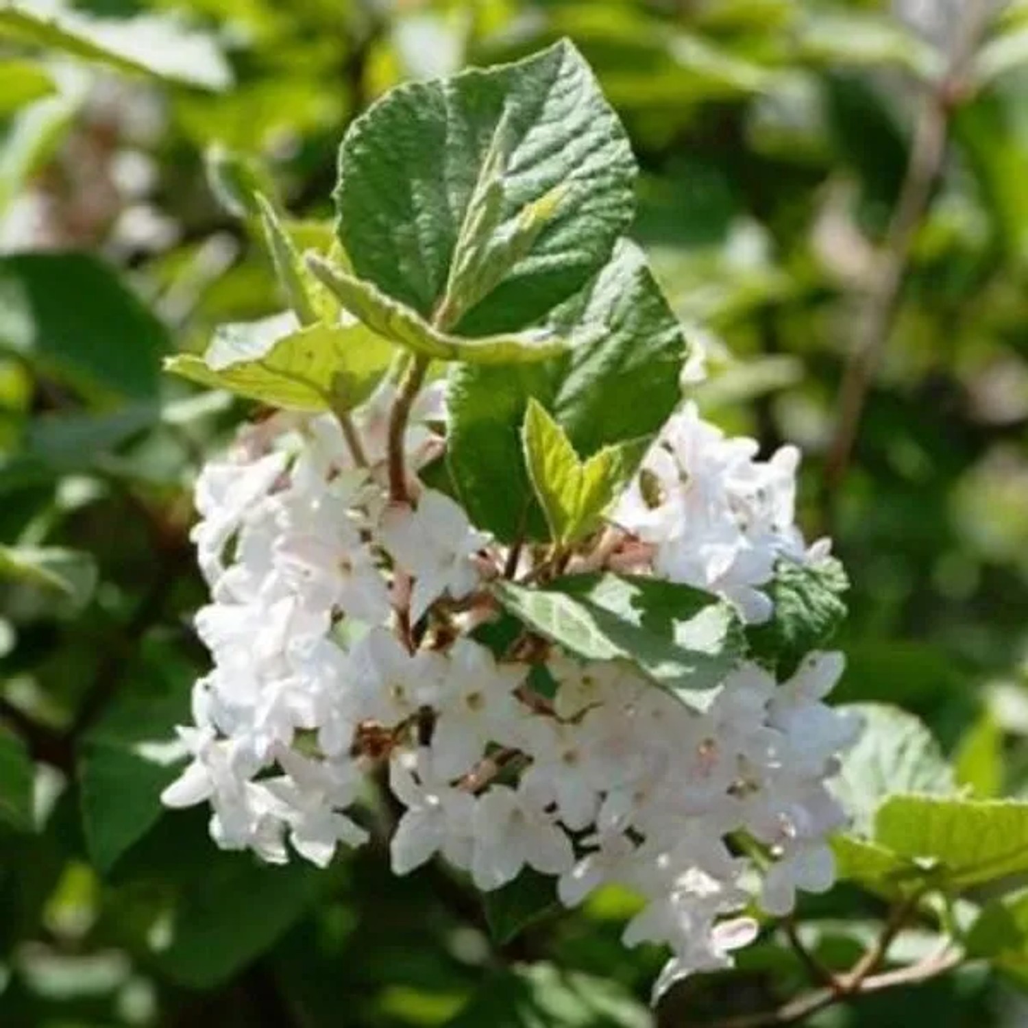 Schneeball 'Compactum' Viburnum opulus 25 bis 30 cm im Container Kompakt Wachsend