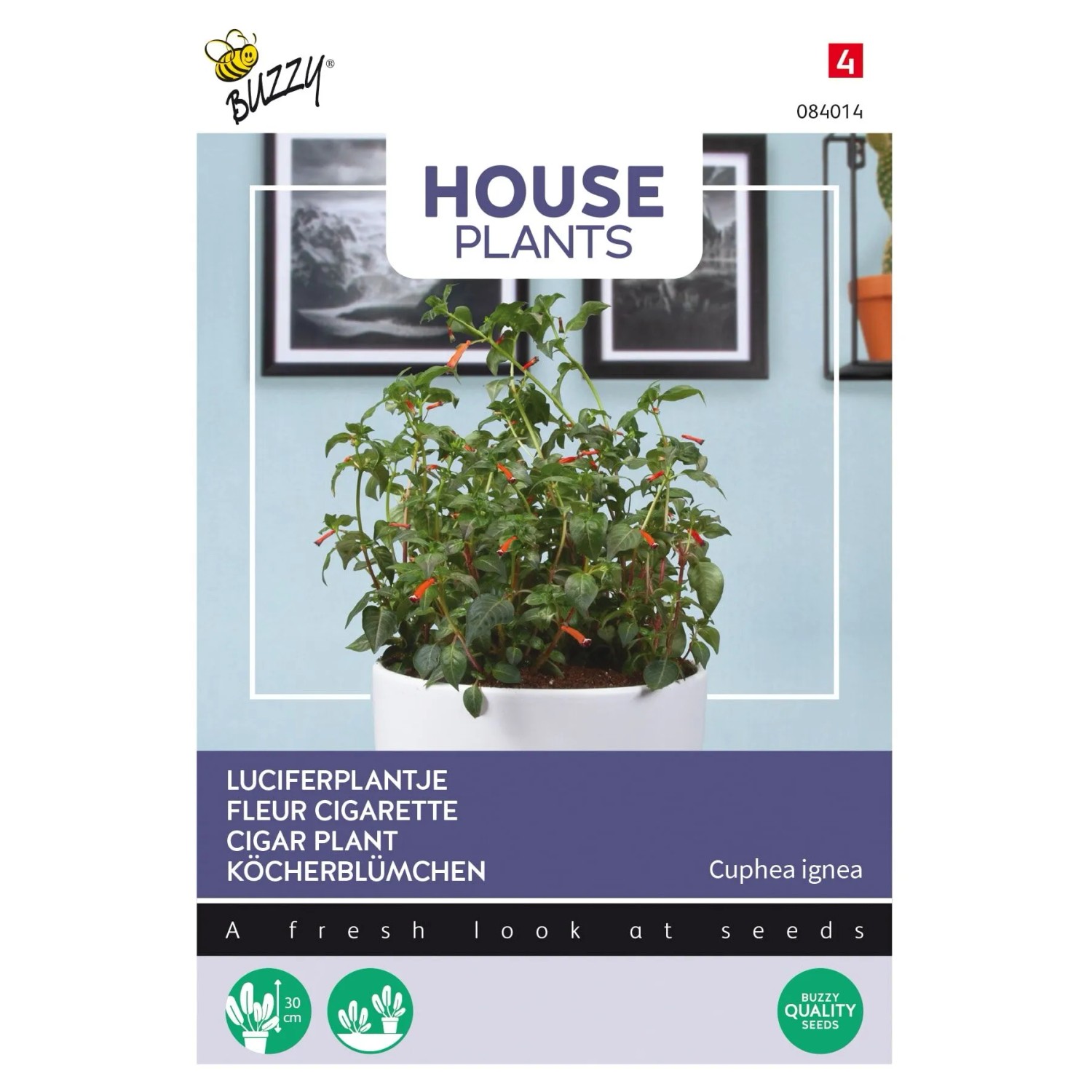 Cuphea Buzzy House Plants Samen Circa 0,1 g Für Drinnen und Draußen