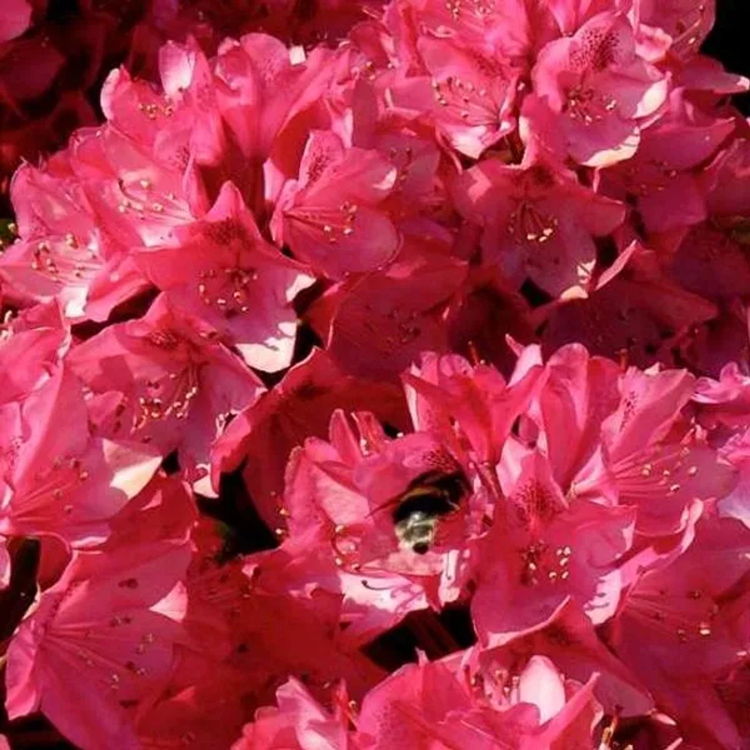 Rhododendron 'Nova Zembla' 60 bis 80 cm im Container Für Sauren Boden