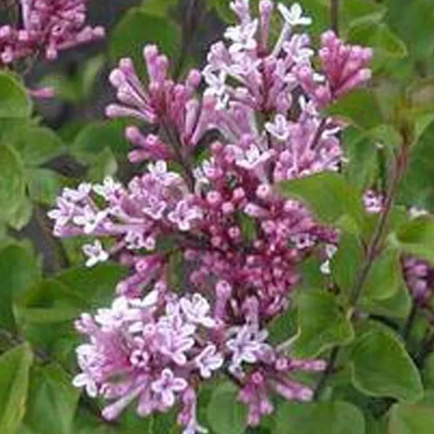 Zwergflieder 'Palibin' Syringa Meyeri 60 bis 80 cm im Container Kompakt Wachsend