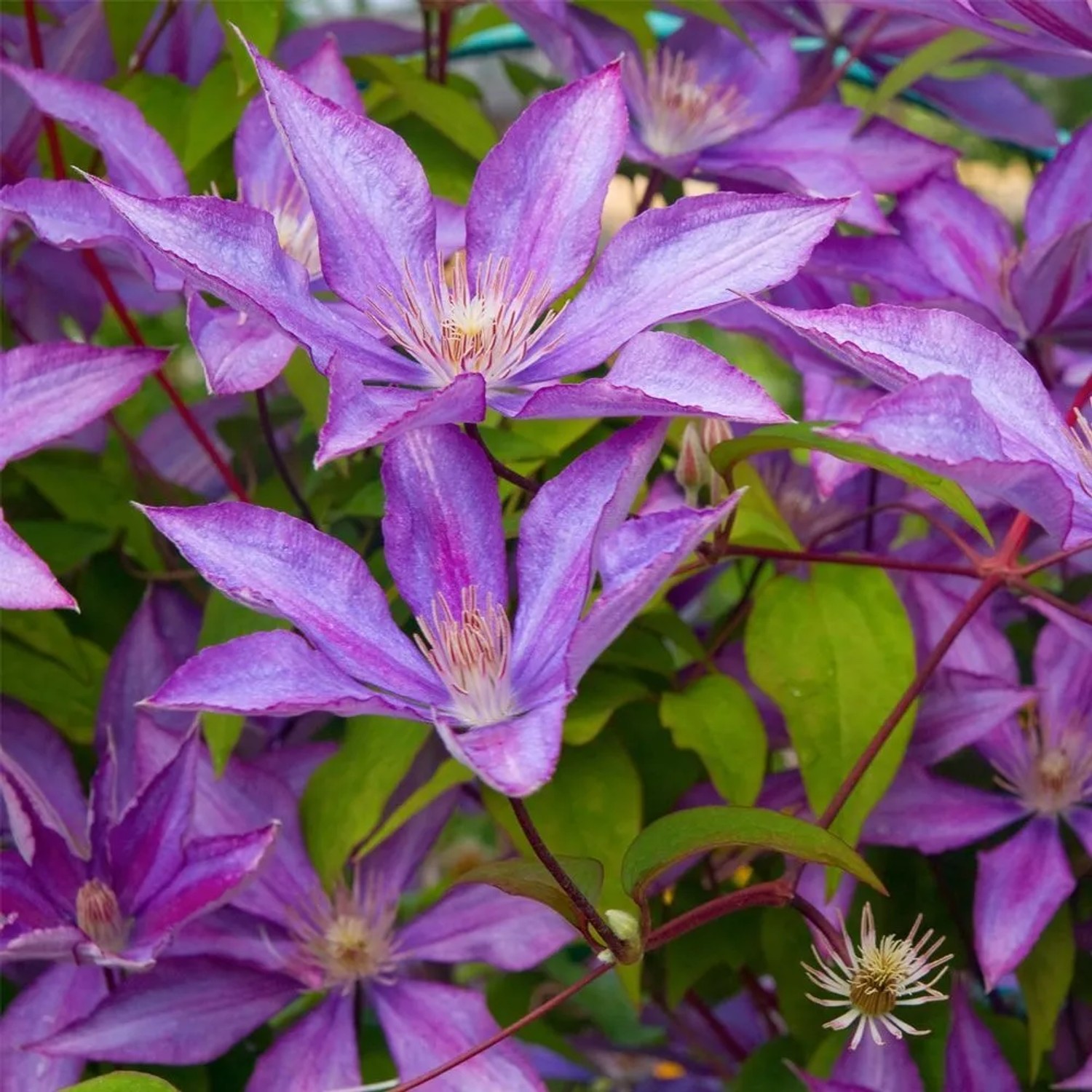 Waldrebe 'Bagatelle' Clematis 50 bis 60 cm im Container Reichblühend