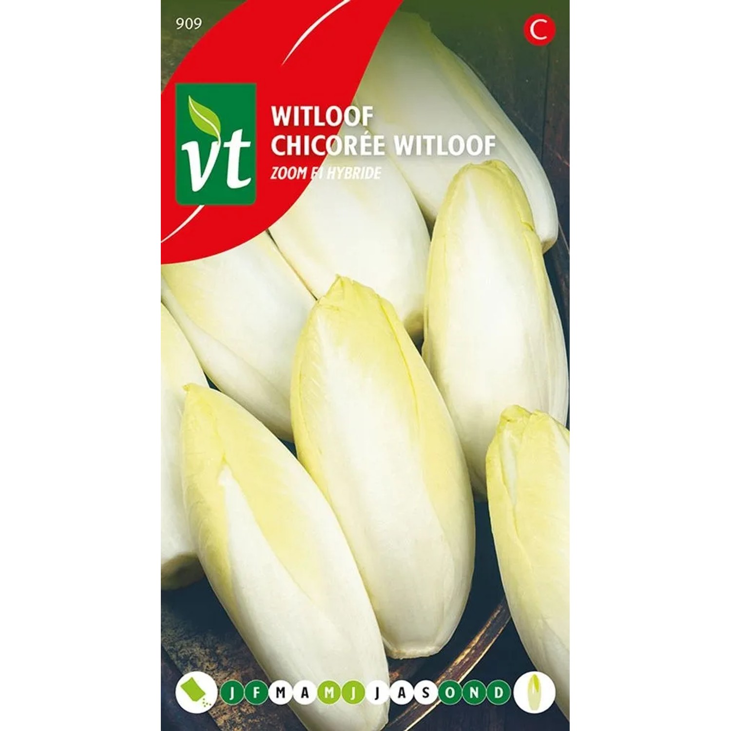 Zichorie Zoom F1-Hybride Samen Circa 4 grLängliche Weiße Blätter