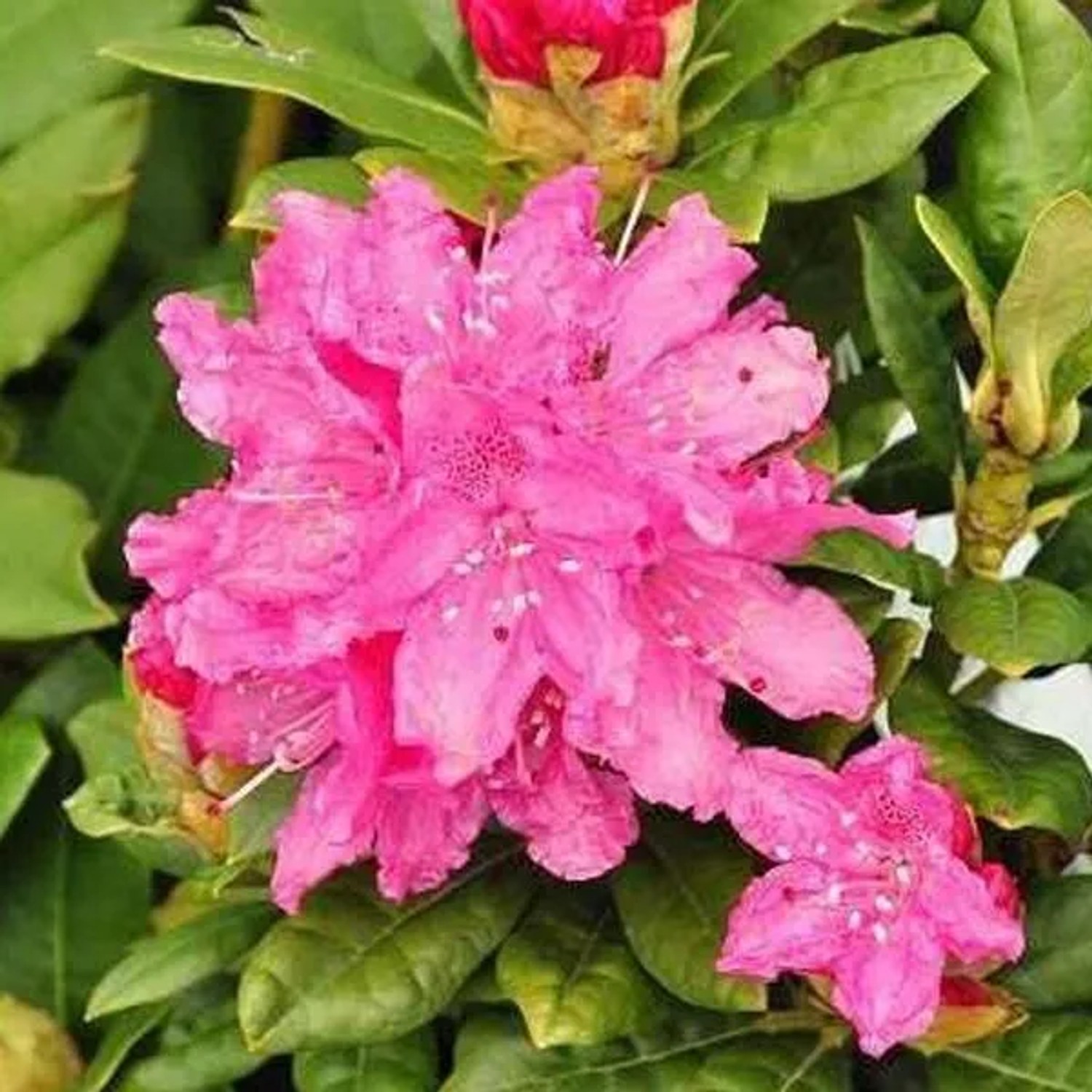 Rhododendron 'Rocket' 40 bis 50 cm im Container Für Sauren Boden