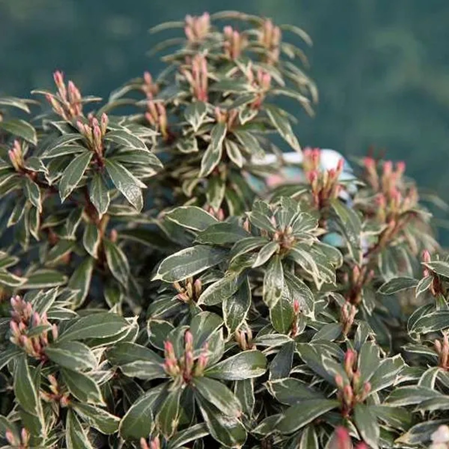 Schattenglöckchen 'Little Heath' Pieris japonica 20 bis 30 cm im Container Für Sauren Boden