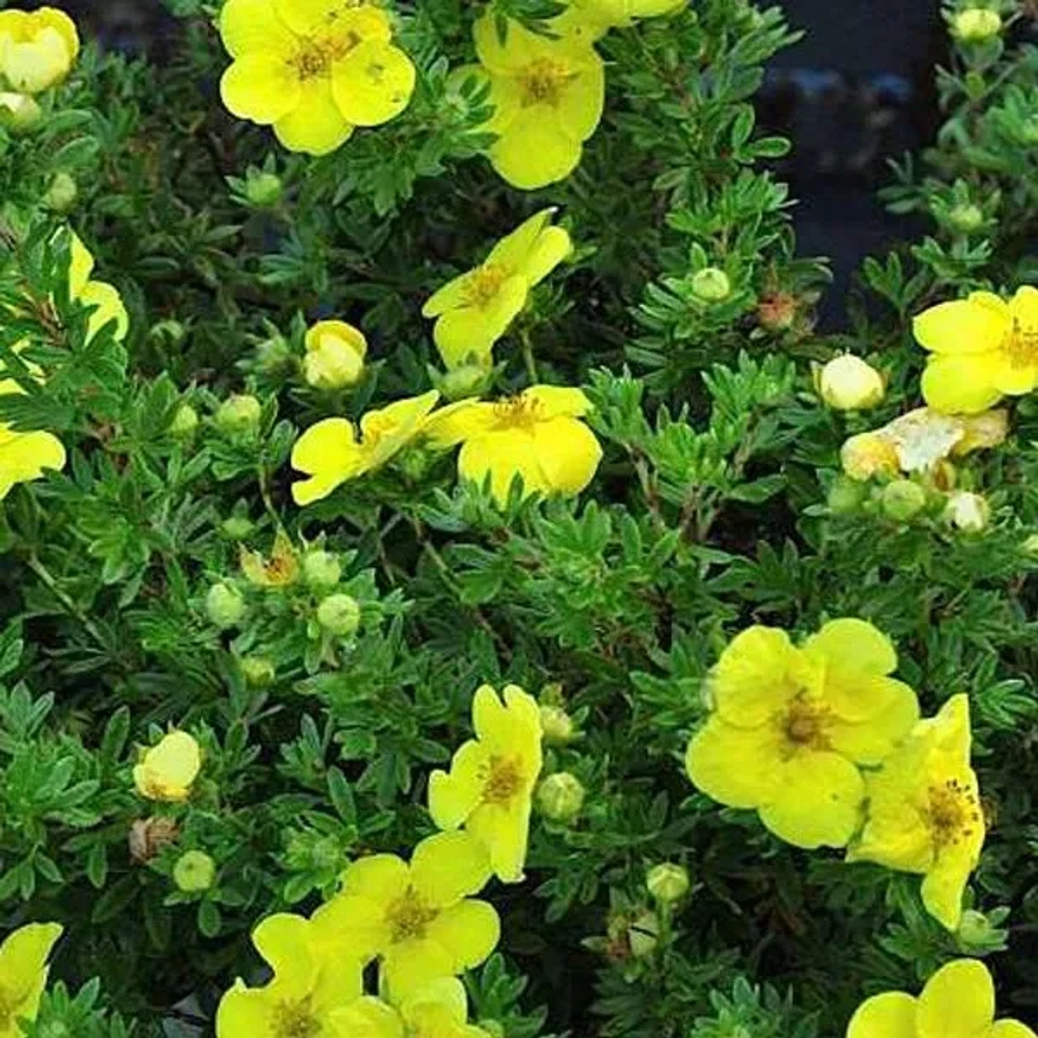 Fingerstrauch 'Kobold' Potentilla fruticosa 25 bis 30 cm im Container Kompakt Wachsend