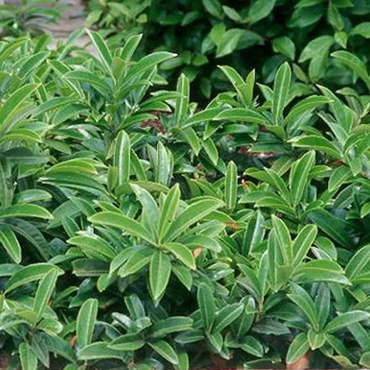 Kirschlorbeer 'Mount Vernon' Prunus,aurocerasus 20 bis 25 cm im Container Kompakt Wachsend