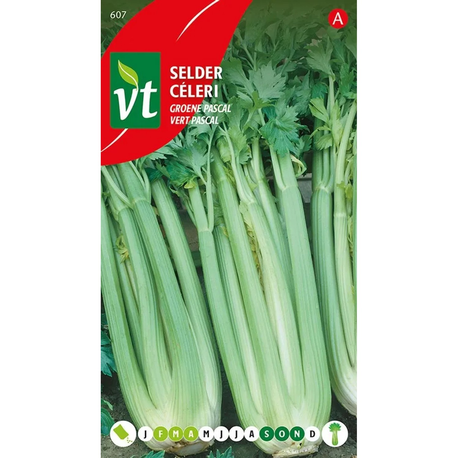 Sellerie Green Pascal Samen Circa 2 grSehr gut für die Gesundheit