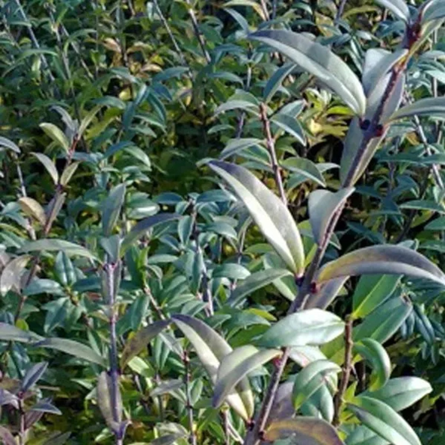 Liguster 'Atrovirens' Ligustrum Vulgare 60 bis 80 cm im Container Schnell Wachsend