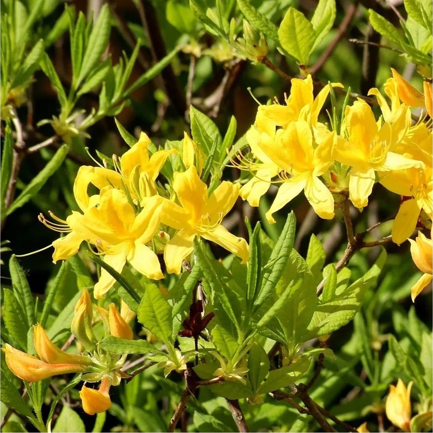 Laubabwerfende Azalee Gelb Azalea mollis 80 bis 100 cm im Container Glockenförmige Blüten