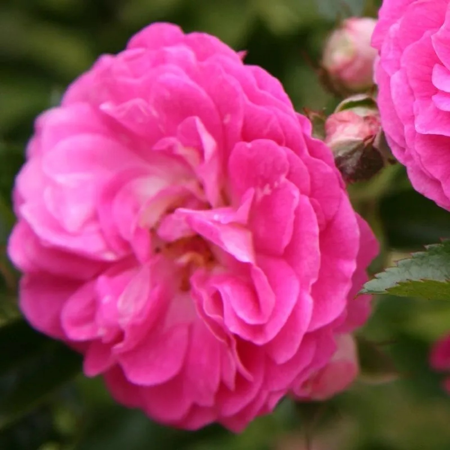 Trauerrose 'Dorothy Perkins' Rosa Plantofix Große Üppige rosa Blüten