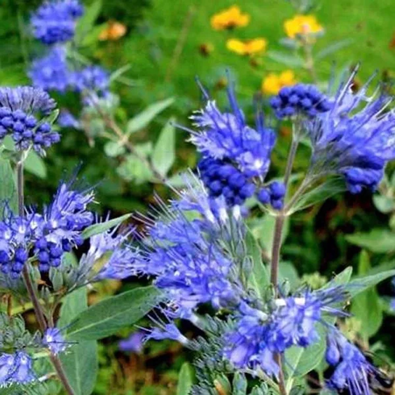 Bartblume 'Kew Blue' Caryopteris clandonensis 30 bis 40 cm im Container Blau Blühend