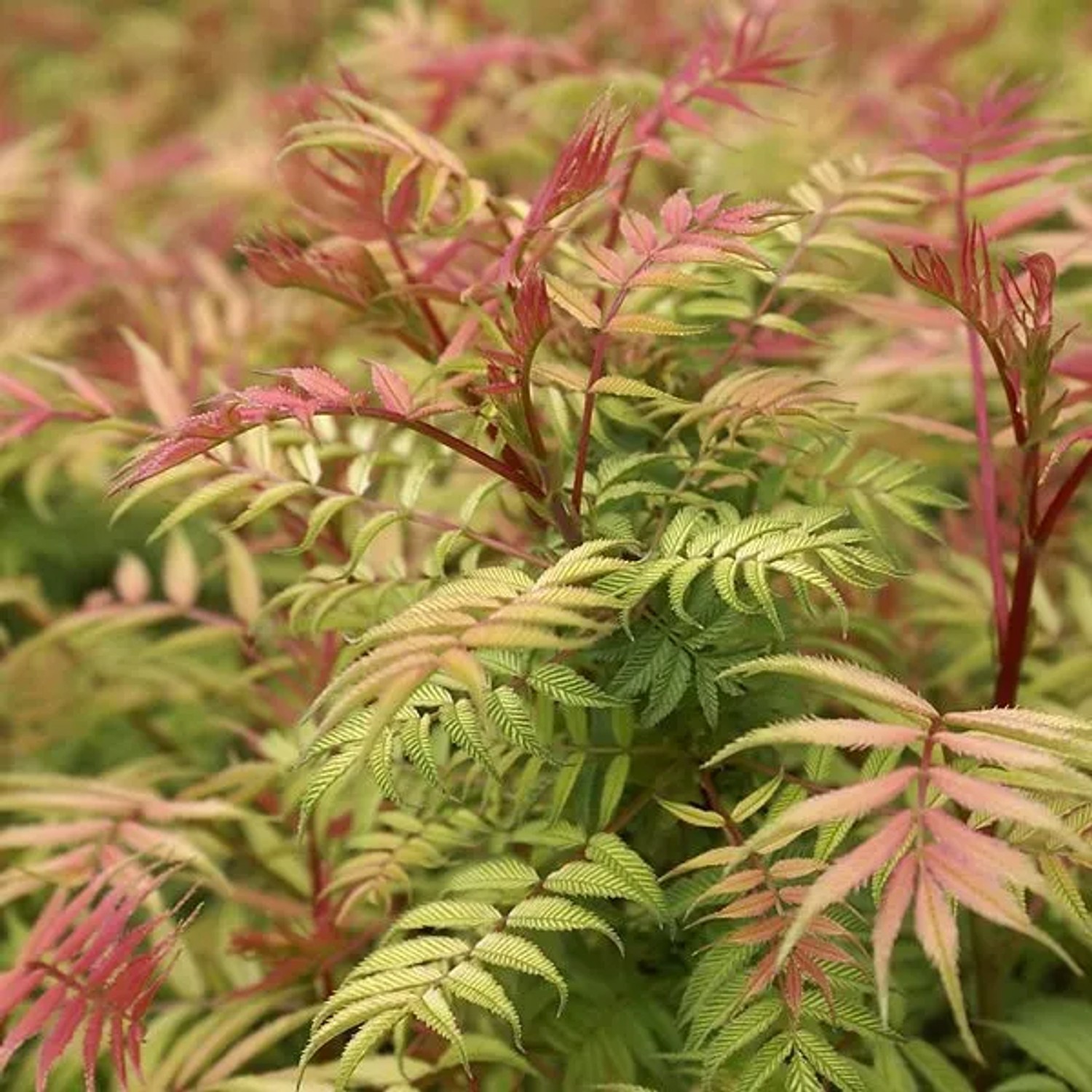 Fiederspiere 'Sem' Sorbaria sorbifolia 50 bis 60 cm im Container Kompakt Wachsend