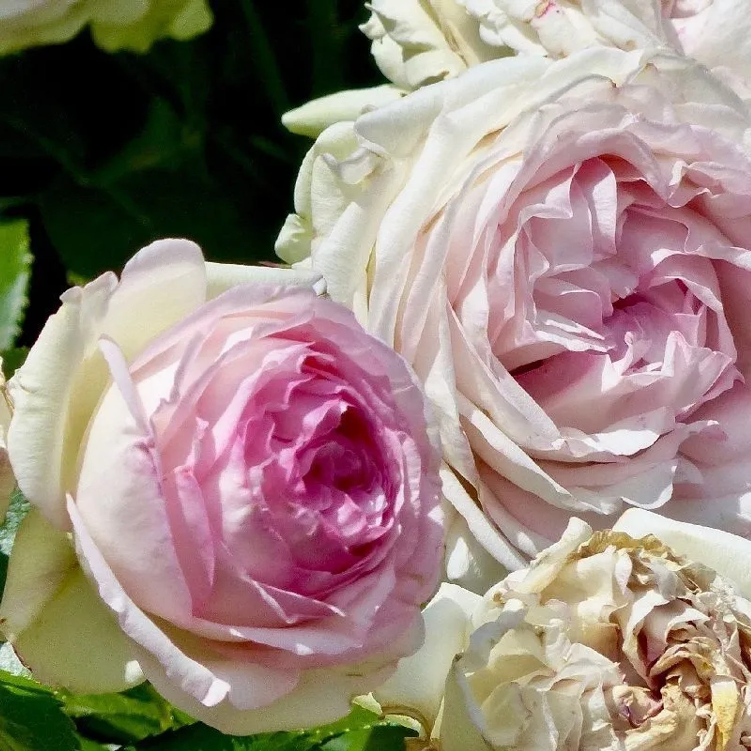 Kletterrose 'Pierre de Ronsard' Rosa Plantofix Große Gefüllte Blüten