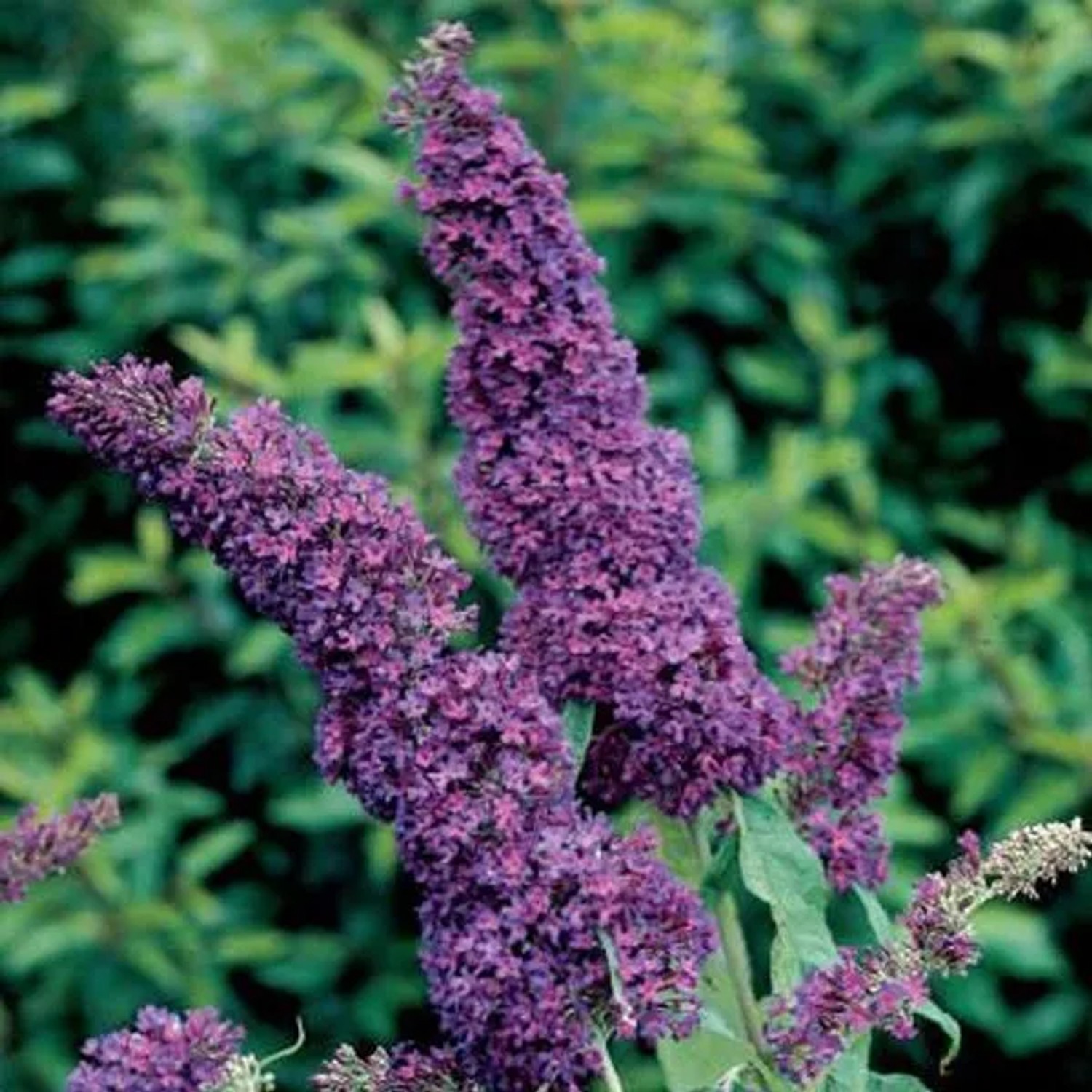 Sommerflieder 'Purple Emperor' Buddleja davidii 30 bis 40 cm im Container Intensiv Violett