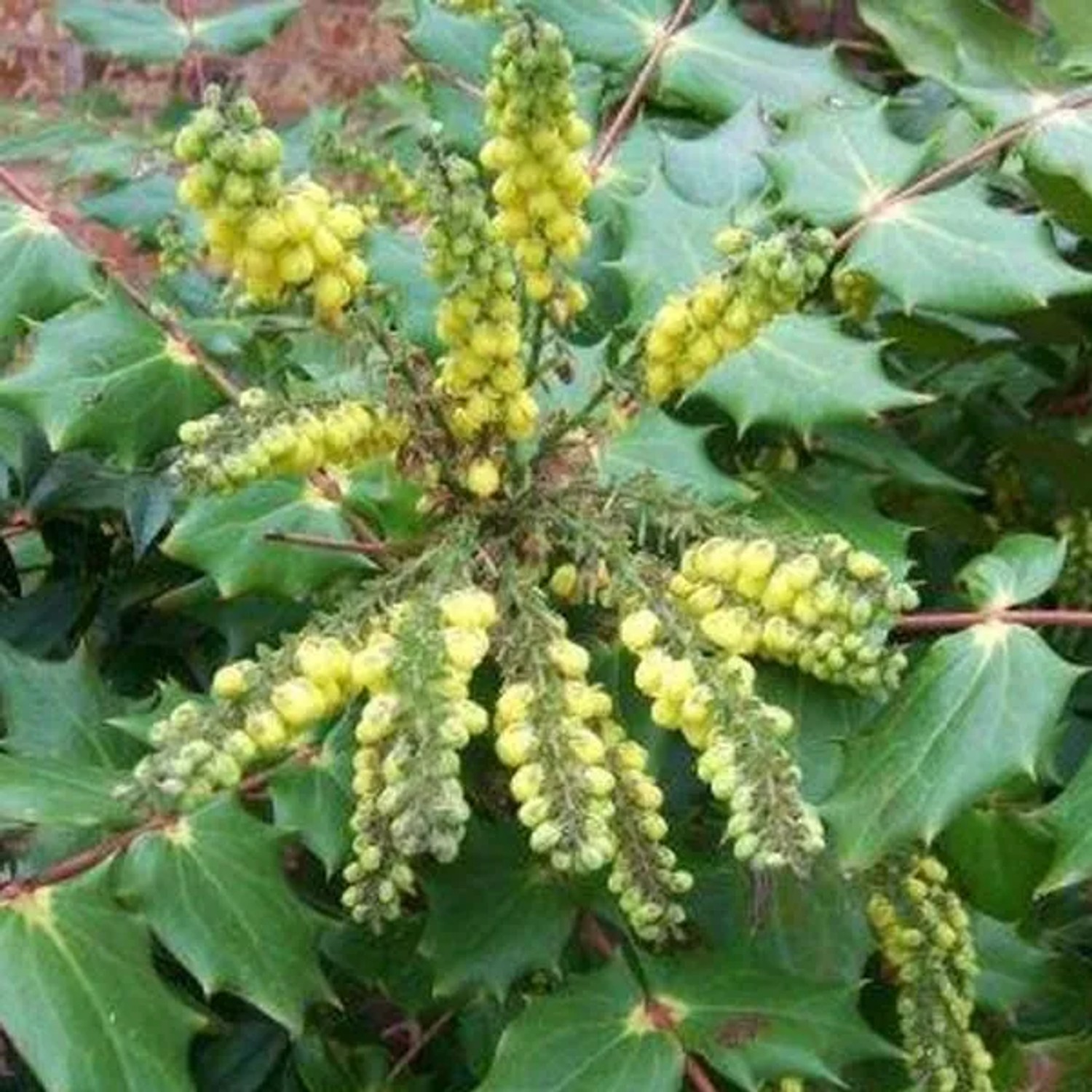 Mahonie 'Hivernant' Mahonia japonica 50 bis 60 cm im Container Immergrün