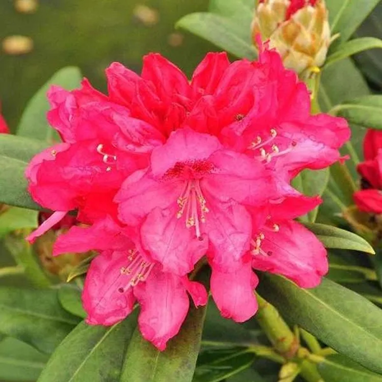 Rhododendron 'Sneezy' 25 bis 30 cm im Container Für Sauren Boden