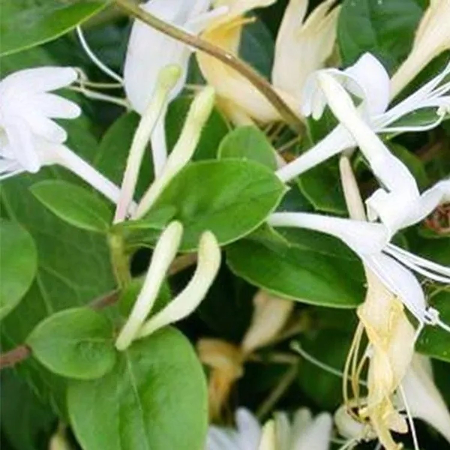 Japanische Geißschlinge 'Hall's Prolific' Lonicera japonica 50 bis 60 cm im Container Sehr Duftend