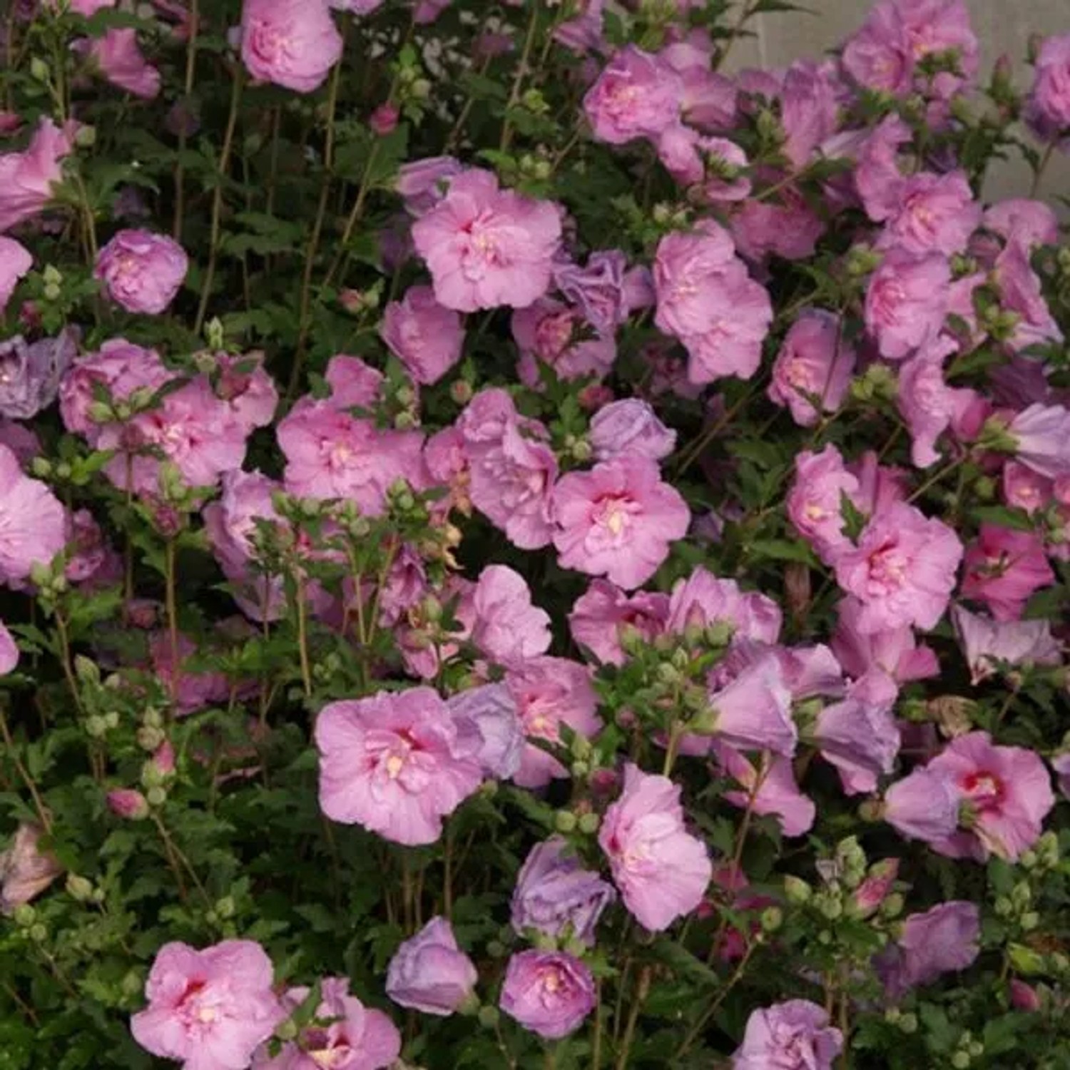 Garteneibisch 'Lavender Chiffon' Hibiscus syriacus 40 bis 60 cm im Container Blüht am Neuen Holz