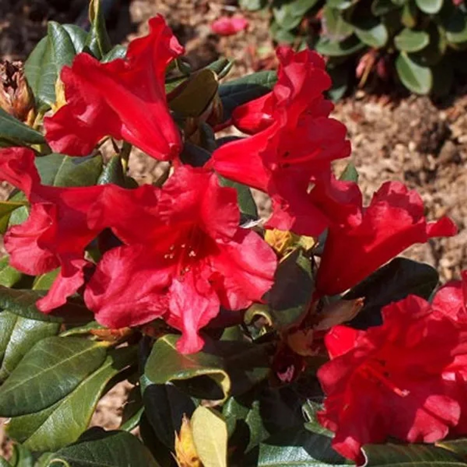 Rhododendron 'Baden-Baden' 20 bis 30 cm im Container Für Sauren Boden
