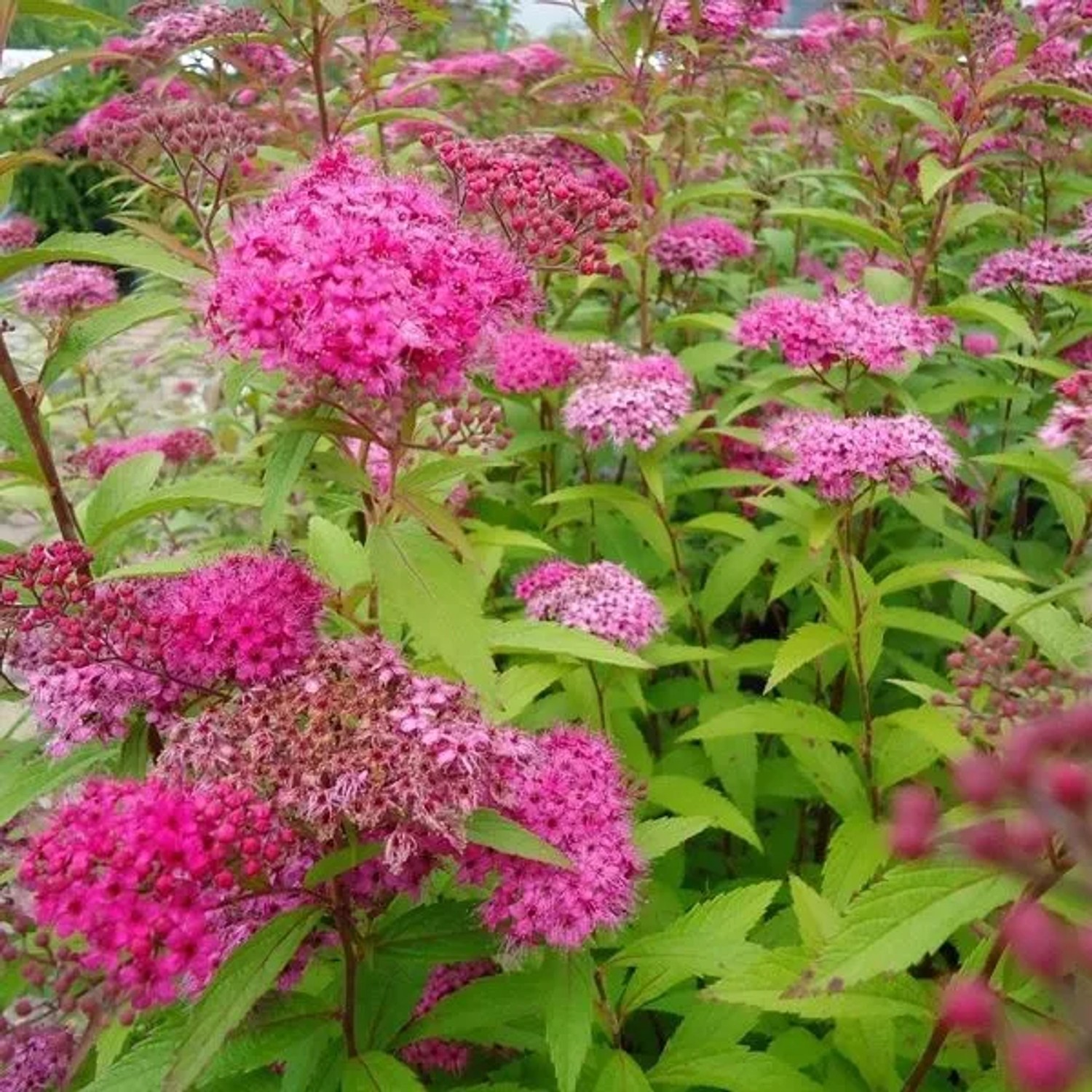 Sommerspiere 'Froebelii' Spiraea japonica 25 bis 30 cm im Container Kompakt Wachsend