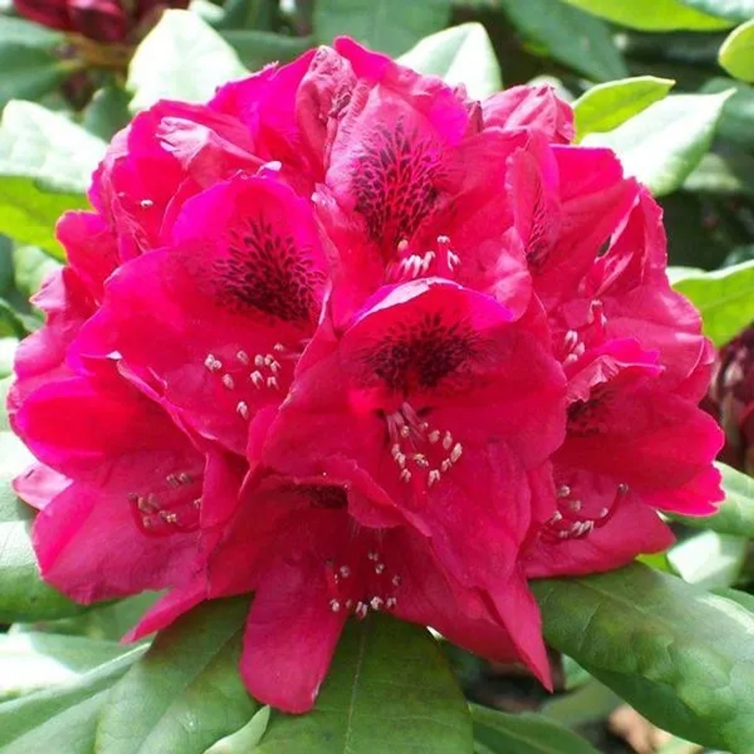 Rhododendron 'Lord Roberts' 40 bis 50 cm im Container Für Sauren Boden
